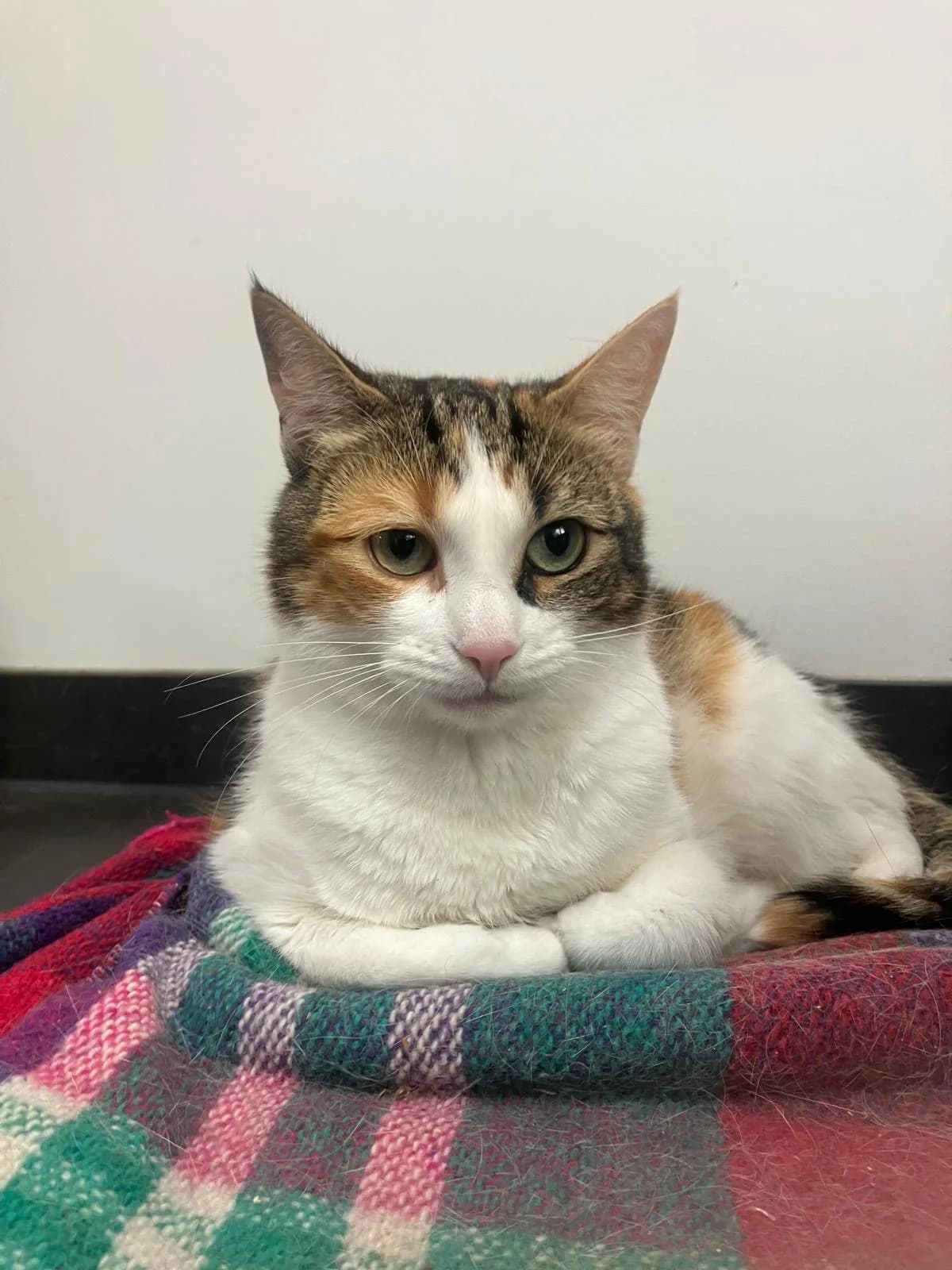 Mitchie, Lapje female 4yo European Shorthair for adoption at Dierentehuis Stevenshage Leiden, Leiden