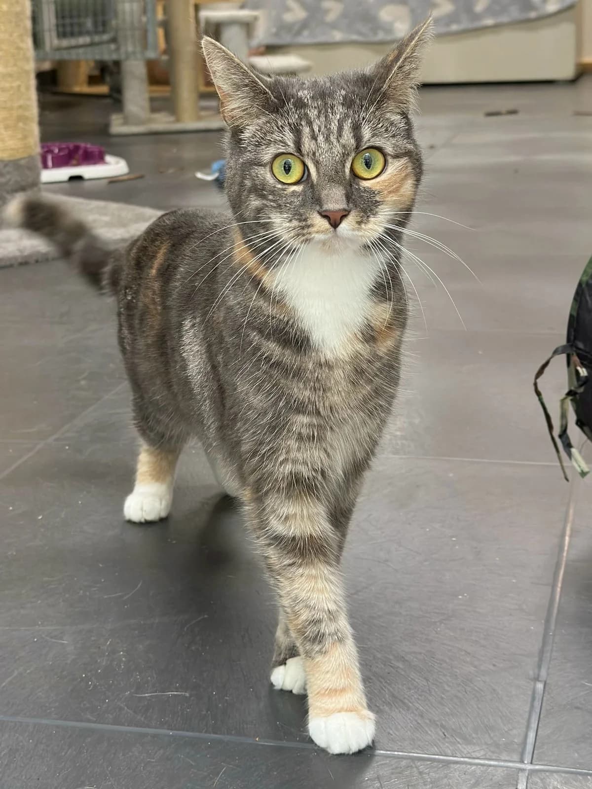 Miep, Lapje female 4yo European Shorthair for adoption at Dierentehuis Stevenshage Leiden, Leiden