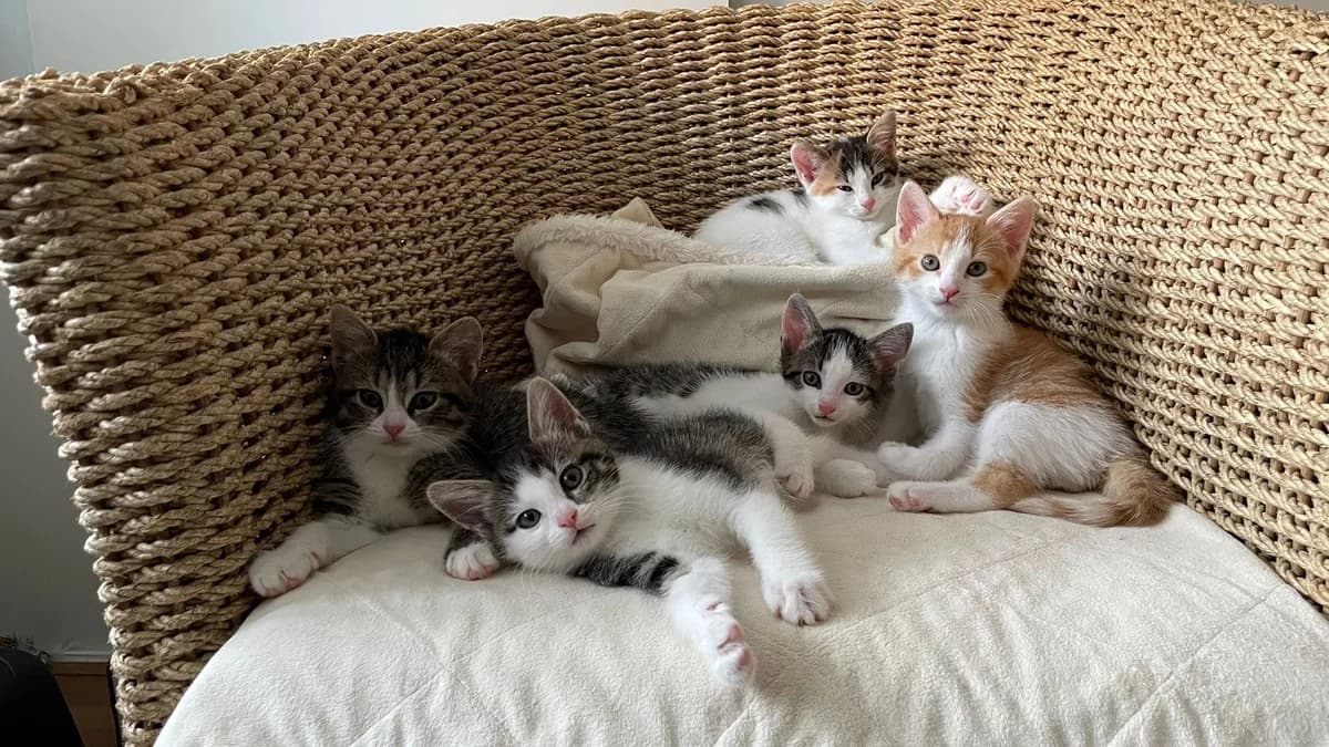 Heyah, Heyo, Gertje, Oya en Lélé, Cypers en rood wit  puppy European Shorthair for adoption at Dierentehuis Stevenshage Leiden, Leiden
