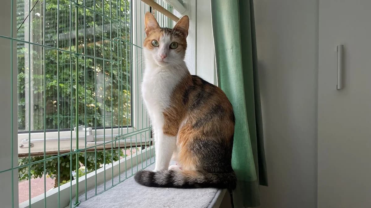 Kadriema, Lapje female 4yo European Shorthair for adoption at Dierentehuis Stevenshage Leiden, Leiden