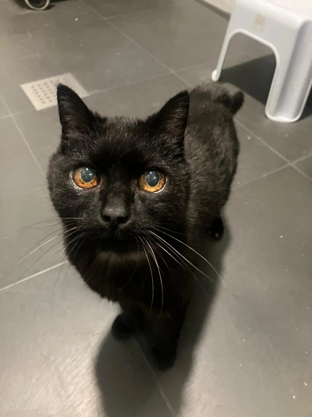 Senior, Zwart male senior European Shorthair for adoption at Dierentehuis Stevenshage Leiden, Leiden