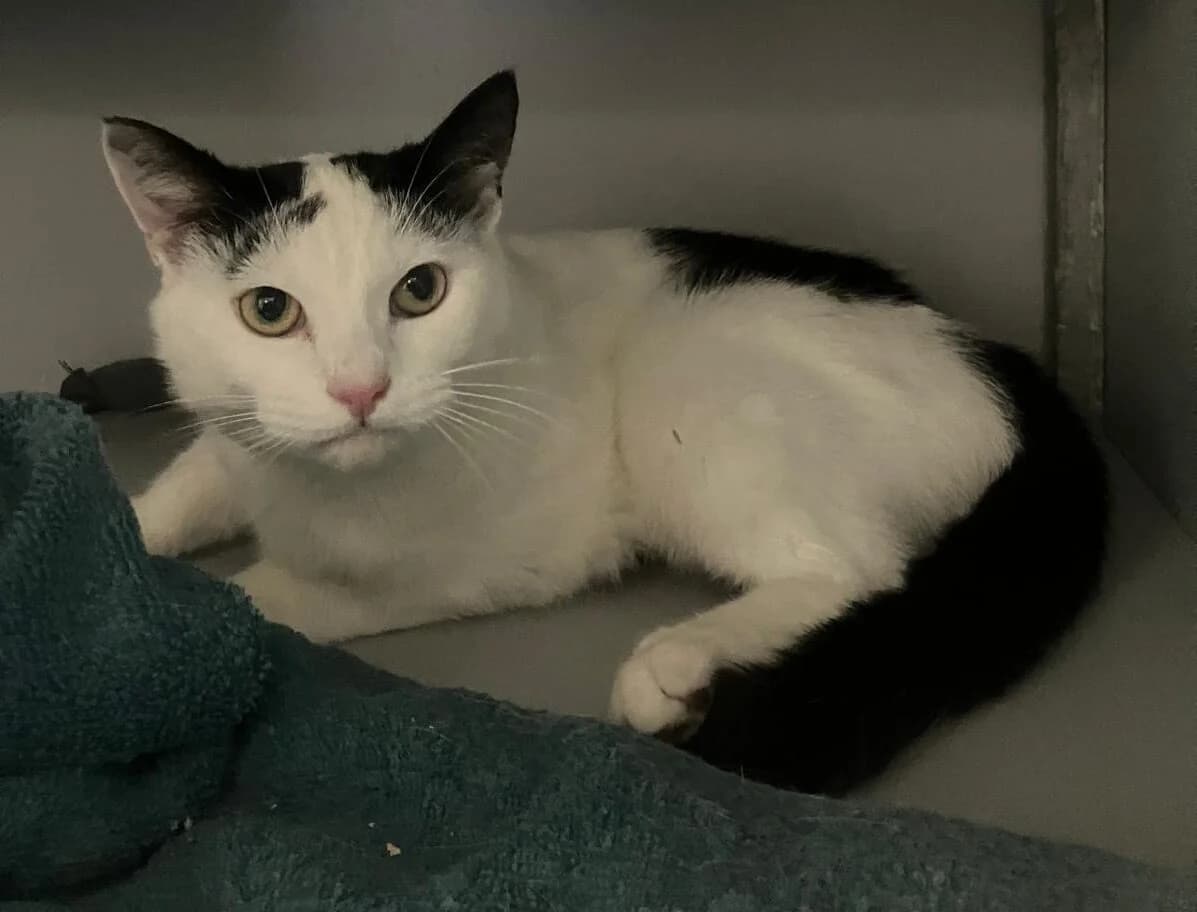 Caiden, Zwart/wit male 4yo European Shorthair for adoption at Dierentehuis Stevenshage Leiden, Leiden