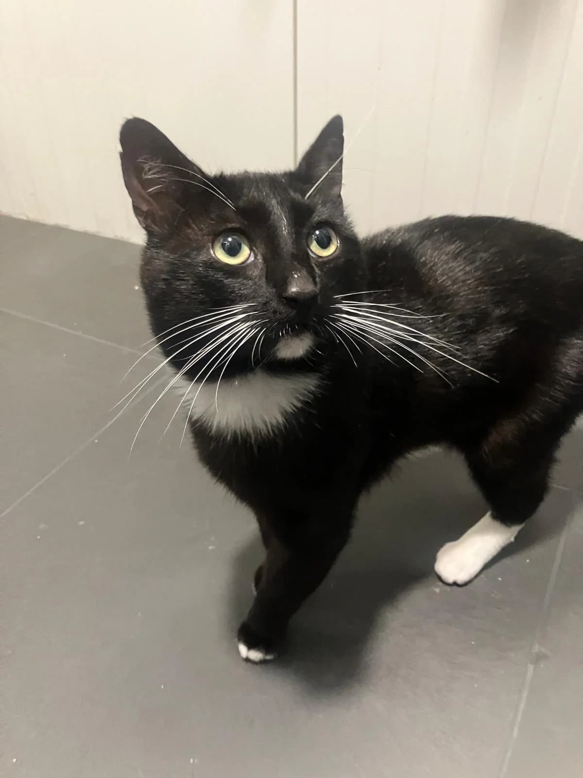 Guus Til, Zwart/wit male 4yo European Shorthair for adoption at Dierentehuis Stevenshage Leiden, Leiden