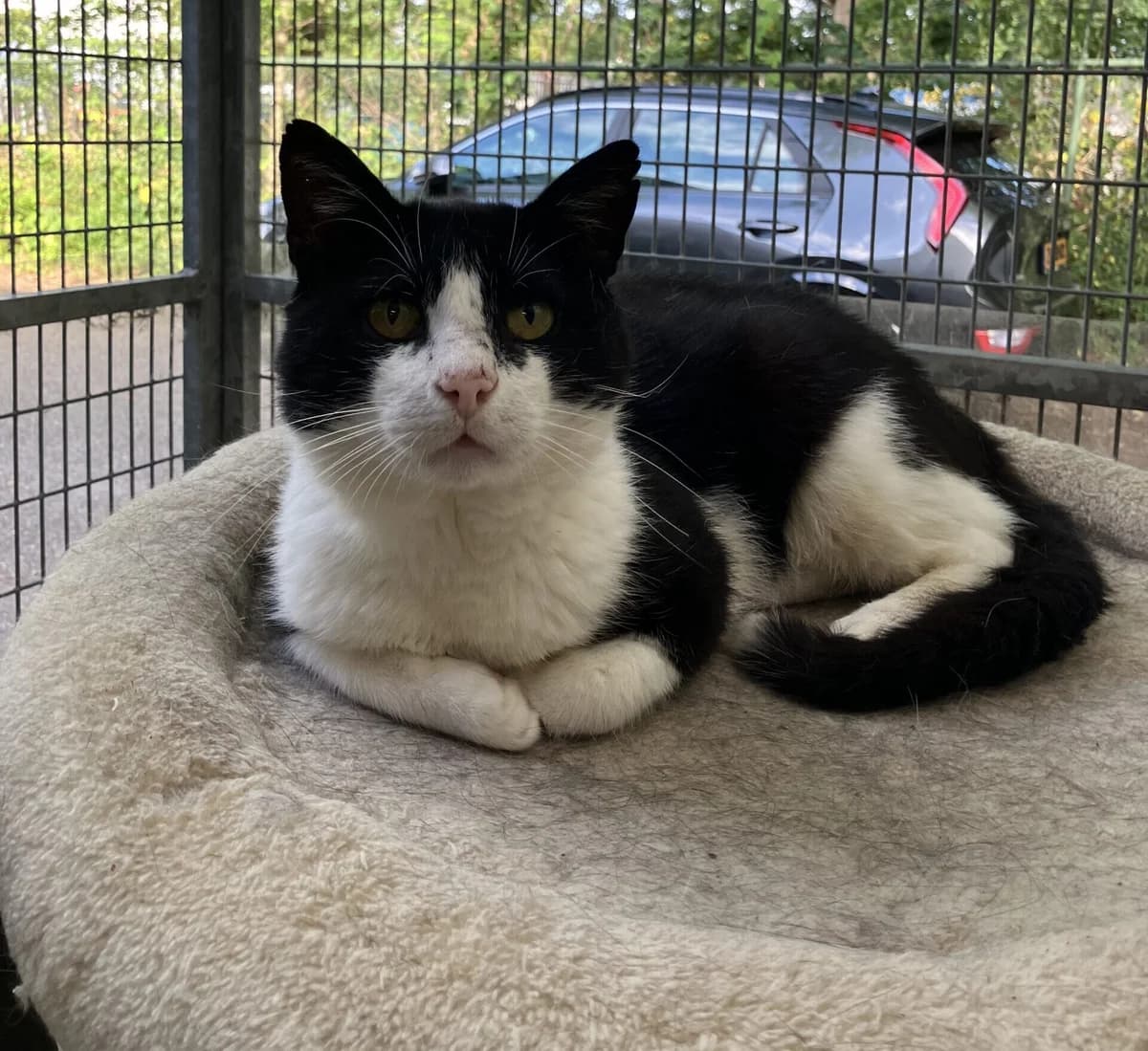 Tomas, Zwart/wit male 4yo European Shorthair for adoption at Dierentehuis Stevenshage Leiden, Leiden