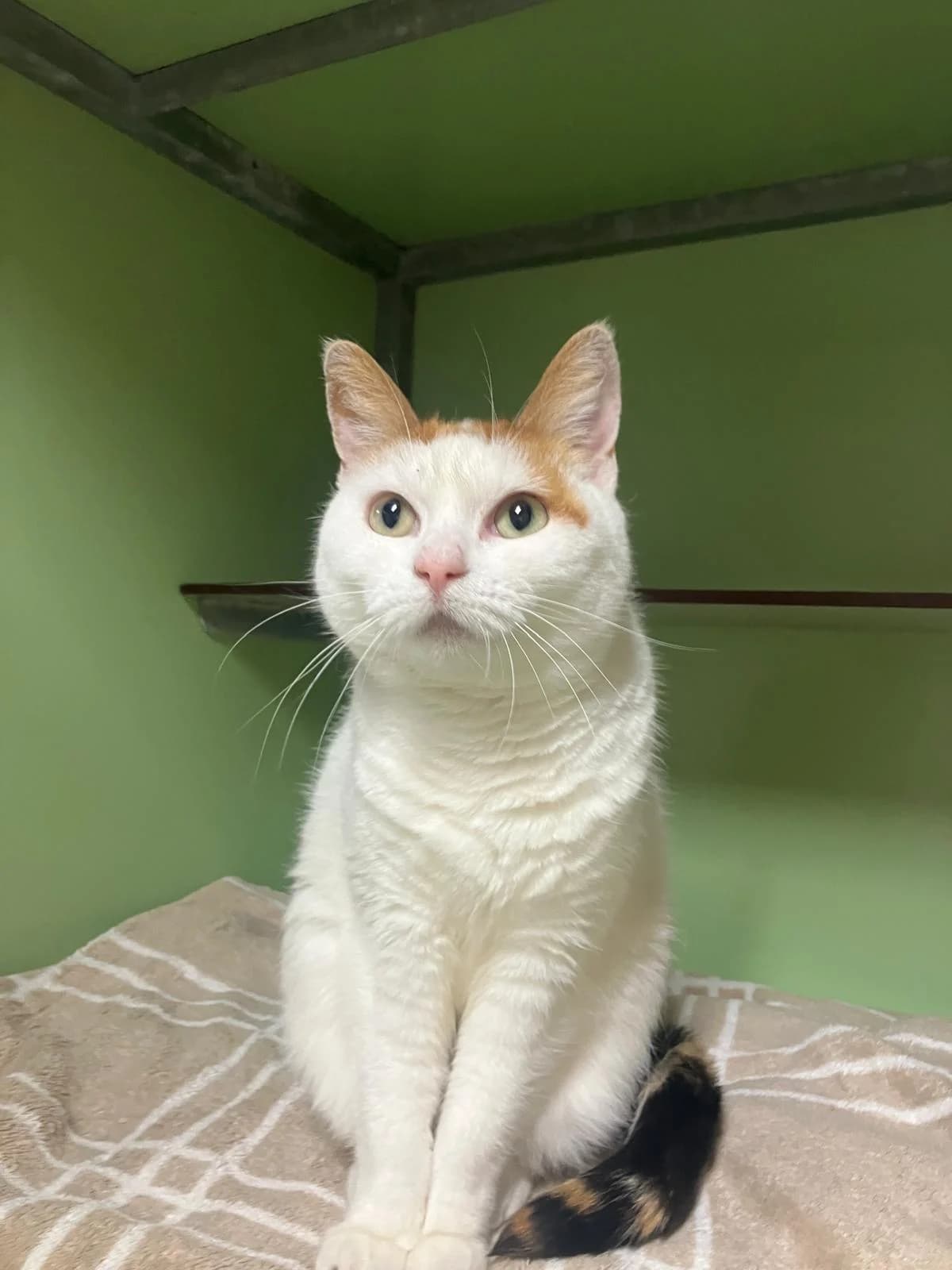 Cato Twee, Wit/Rood female 4yo European Shorthair for adoption at Dierentehuis Stevenshage Leiden, Leiden
