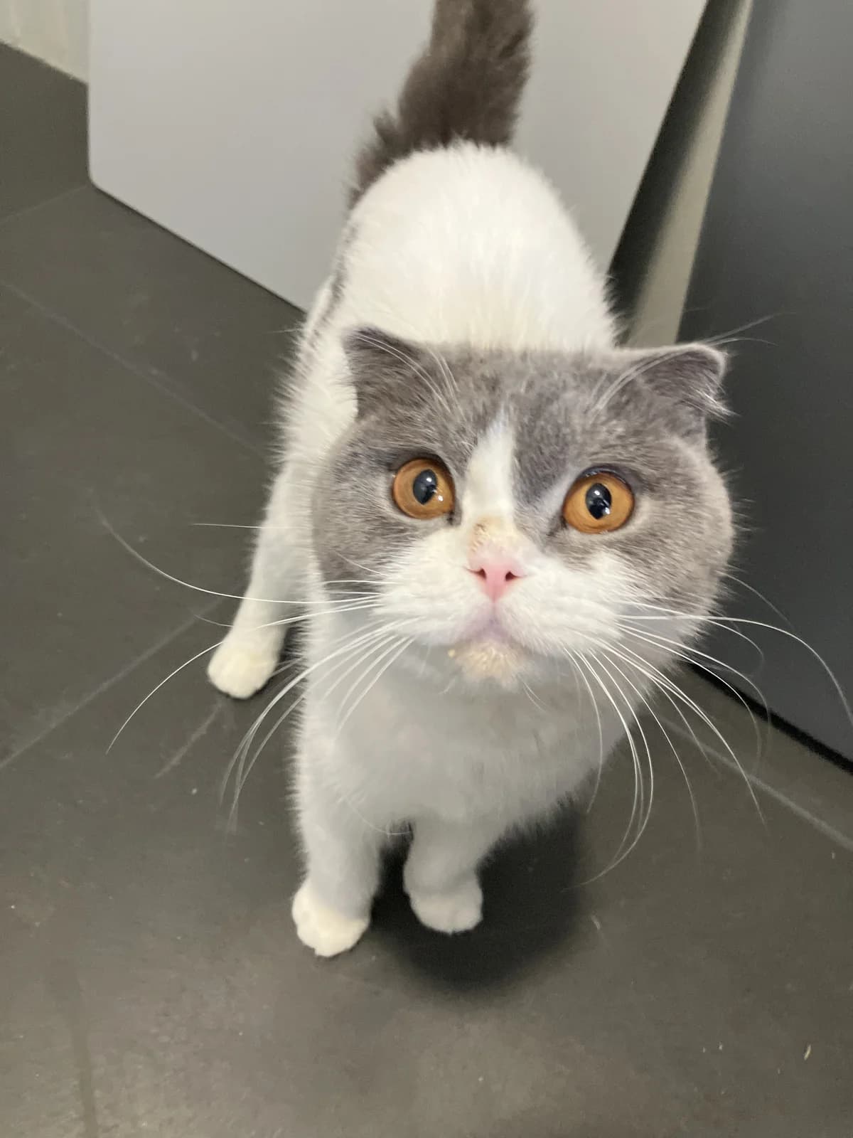 Eevee, Blauw wit female 4yo Scottish Fold for adoption at Dierentehuis Stevenshage Leiden, Leiden