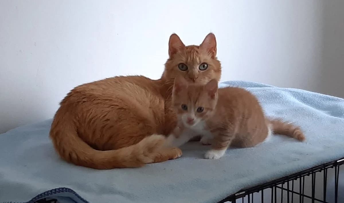 Rouge en Rory, Rood/wit  4yo European Shorthair for adoption at Dierentehuis Stevenshage Leiden, Leiden