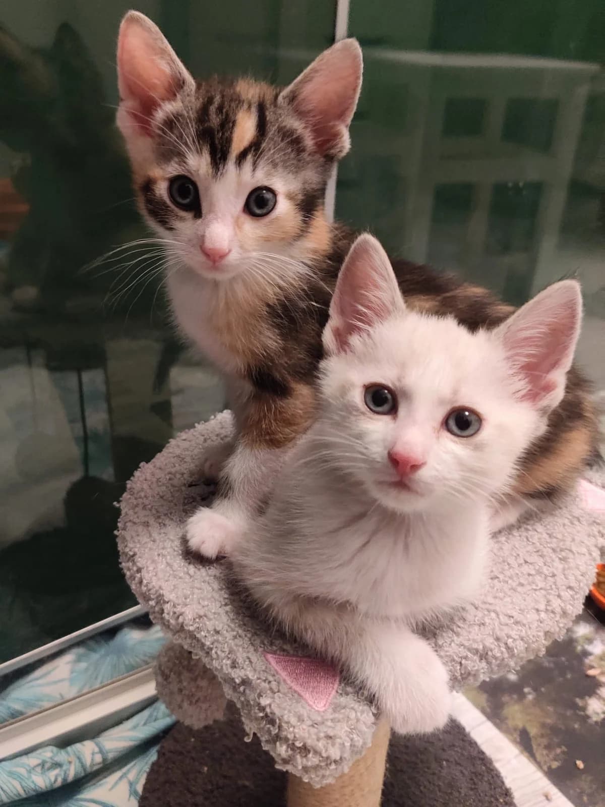 Frenk en Lenk, Lapje en Wit cypers  puppy European Shorthair for adoption at Dierentehuis Stevenshage Leiden, Leiden