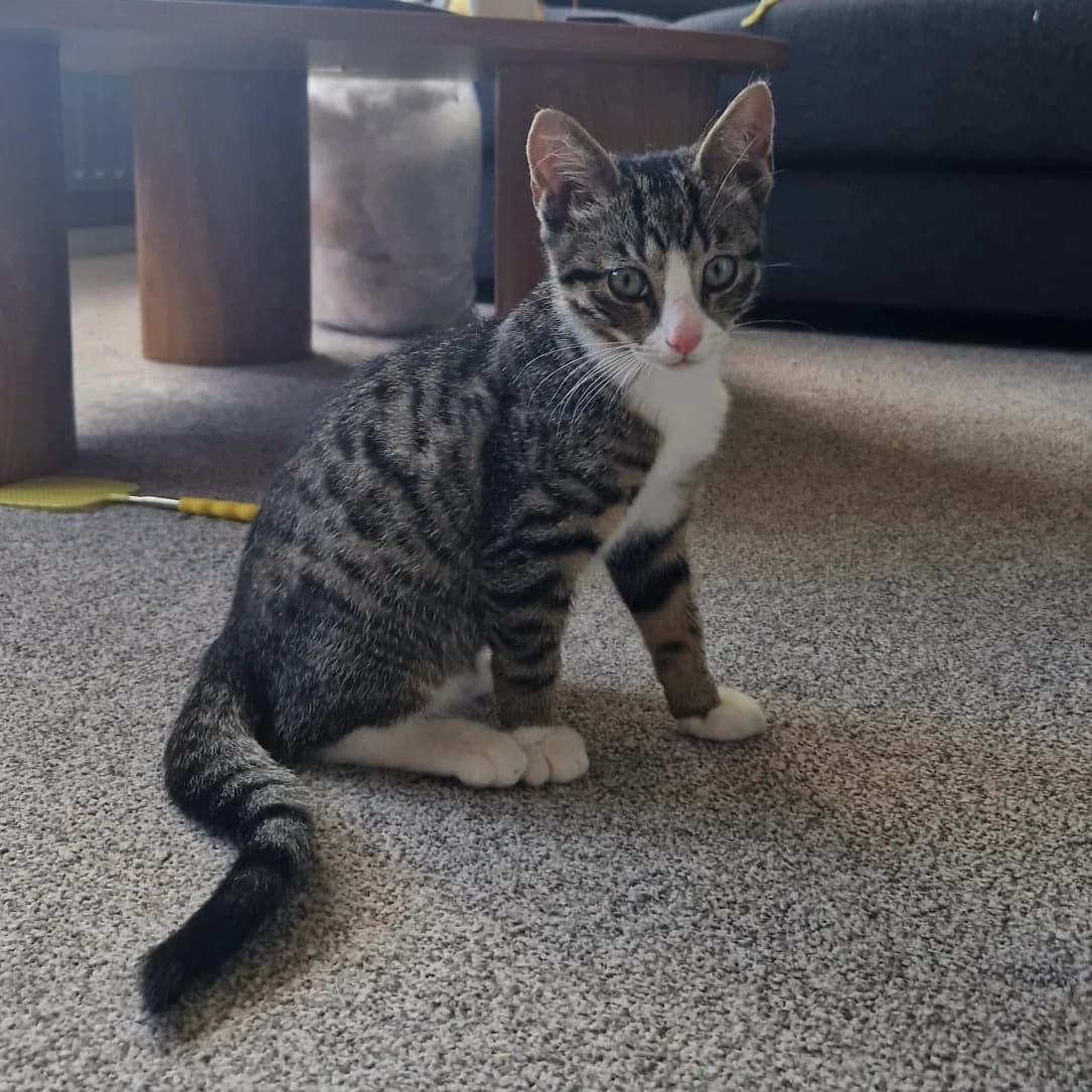 Kyle, Cartman en Stan, Cypers/wit en Zwart/wit male puppy European Shorthair for adoption at Dierentehuis Stevenshage Leiden, Leiden
