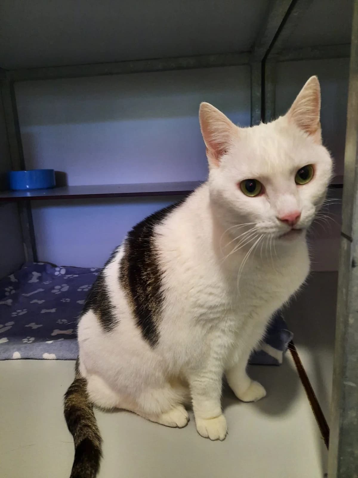 Snoopy, Wit cypers female 4yo European Shorthair for adoption at Dierentehuis Stevenshage Leiden, Leiden