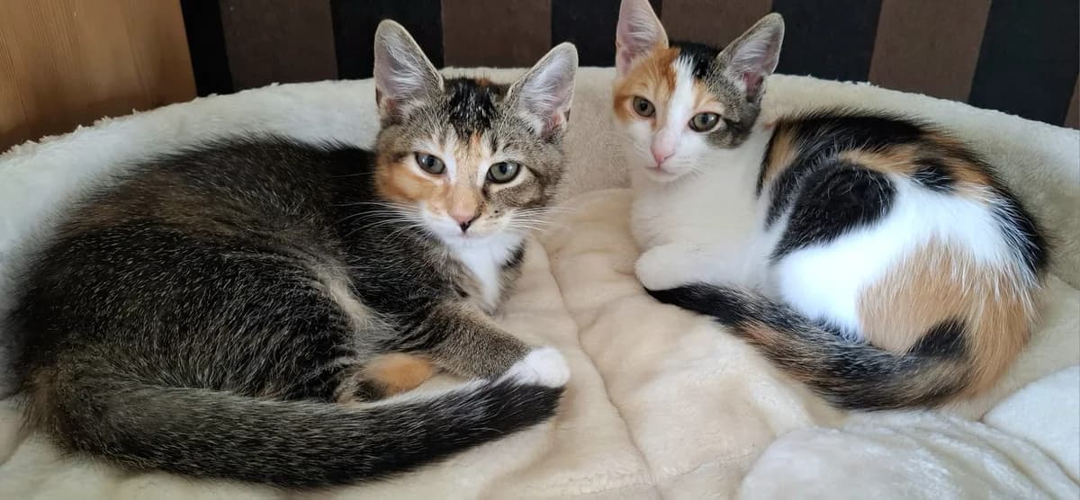 Twinkle en Pixie, Lapje female puppy European Shorthair for adoption at Dierentehuis Stevenshage Leiden, Leiden