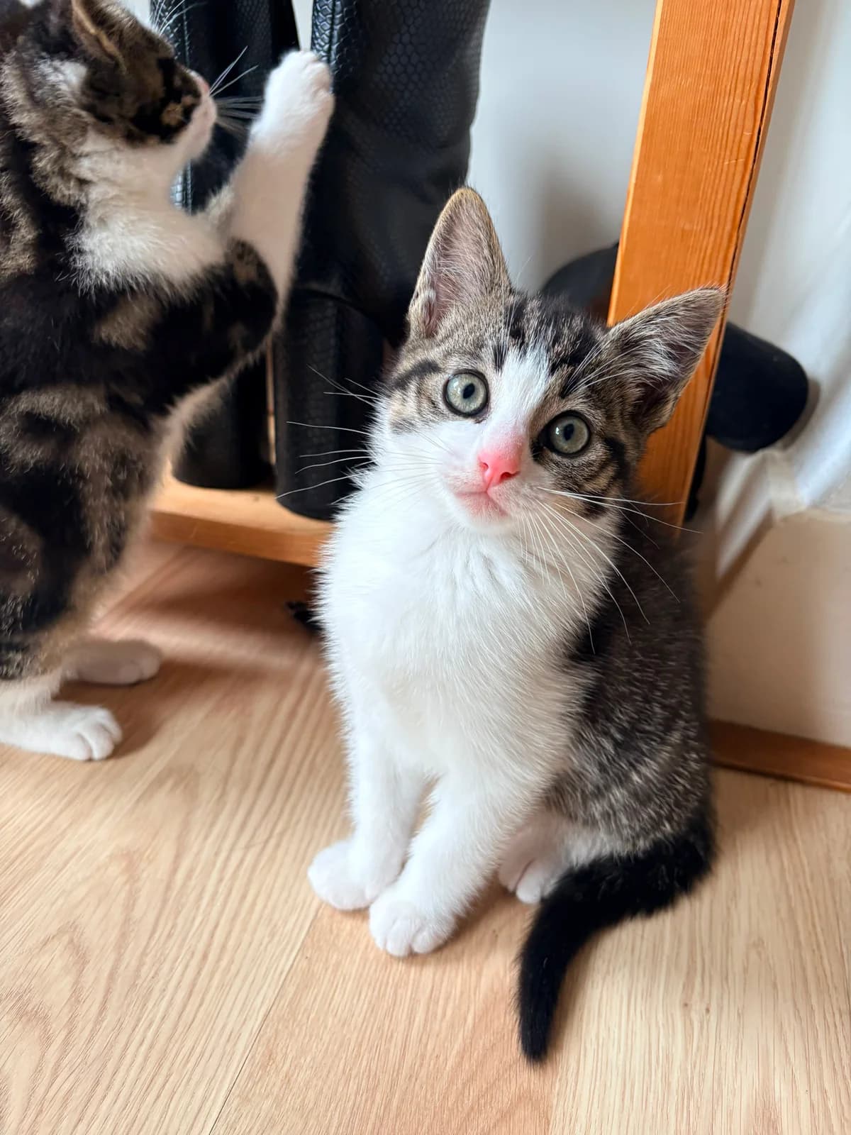 Kittens van, Cypers en Zwart wit  puppy European Shorthair for adoption at Dierentehuis Stevenshage Leiden, Leiden