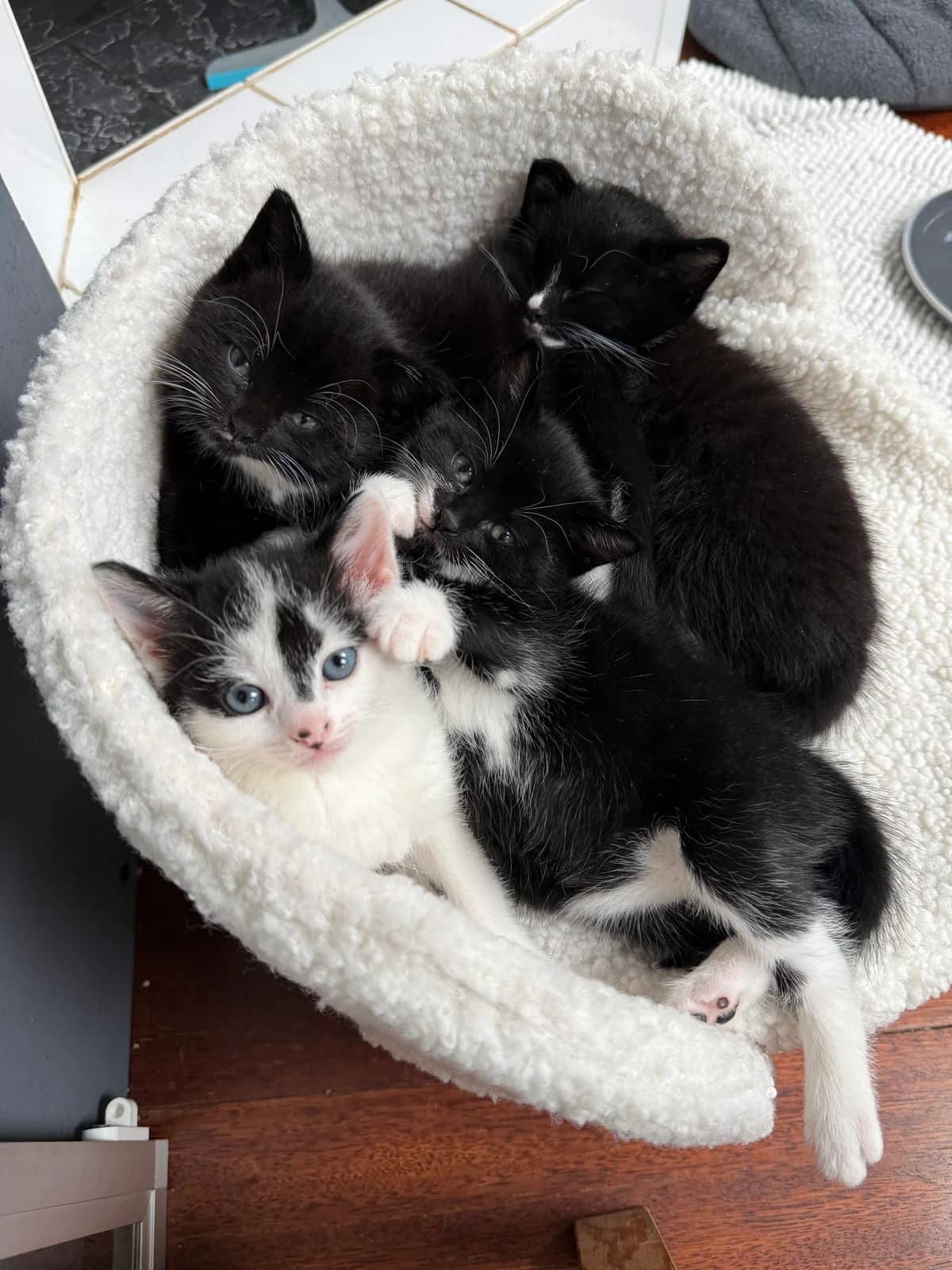 Kittens van Duchess, Zwart/wit  puppy European Shorthair for adoption at Dierentehuis Stevenshage Leiden, Leiden