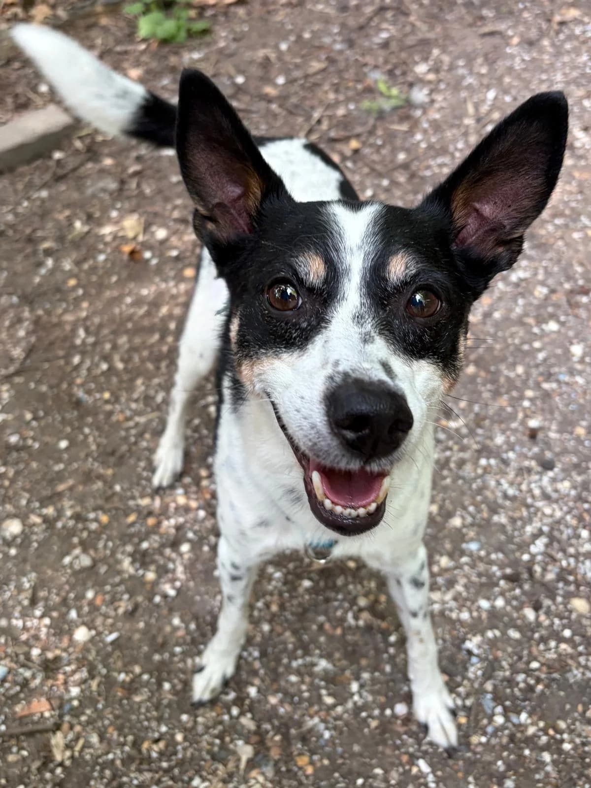 Tippie, Zwart/wit male 4yo mixed breed for adoption at Dierentehuis Stevenshage Leiden, Leiden