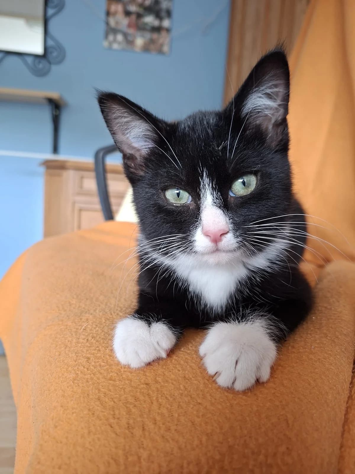 Mus, Zwart/wit female puppy European Shorthair for adoption at Dierentehuis Stevenshage Leiden, Leiden