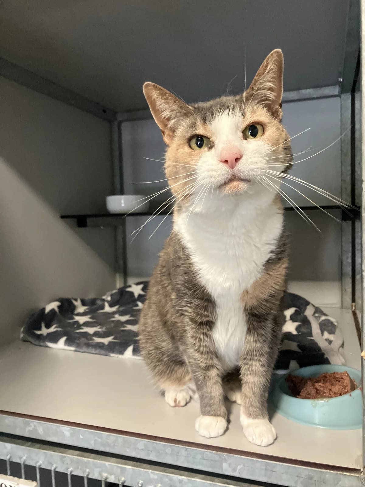Lunya, Cypers lapje female 4yo European Shorthair for adoption at Dierentehuis Stevenshage Leiden, Leiden