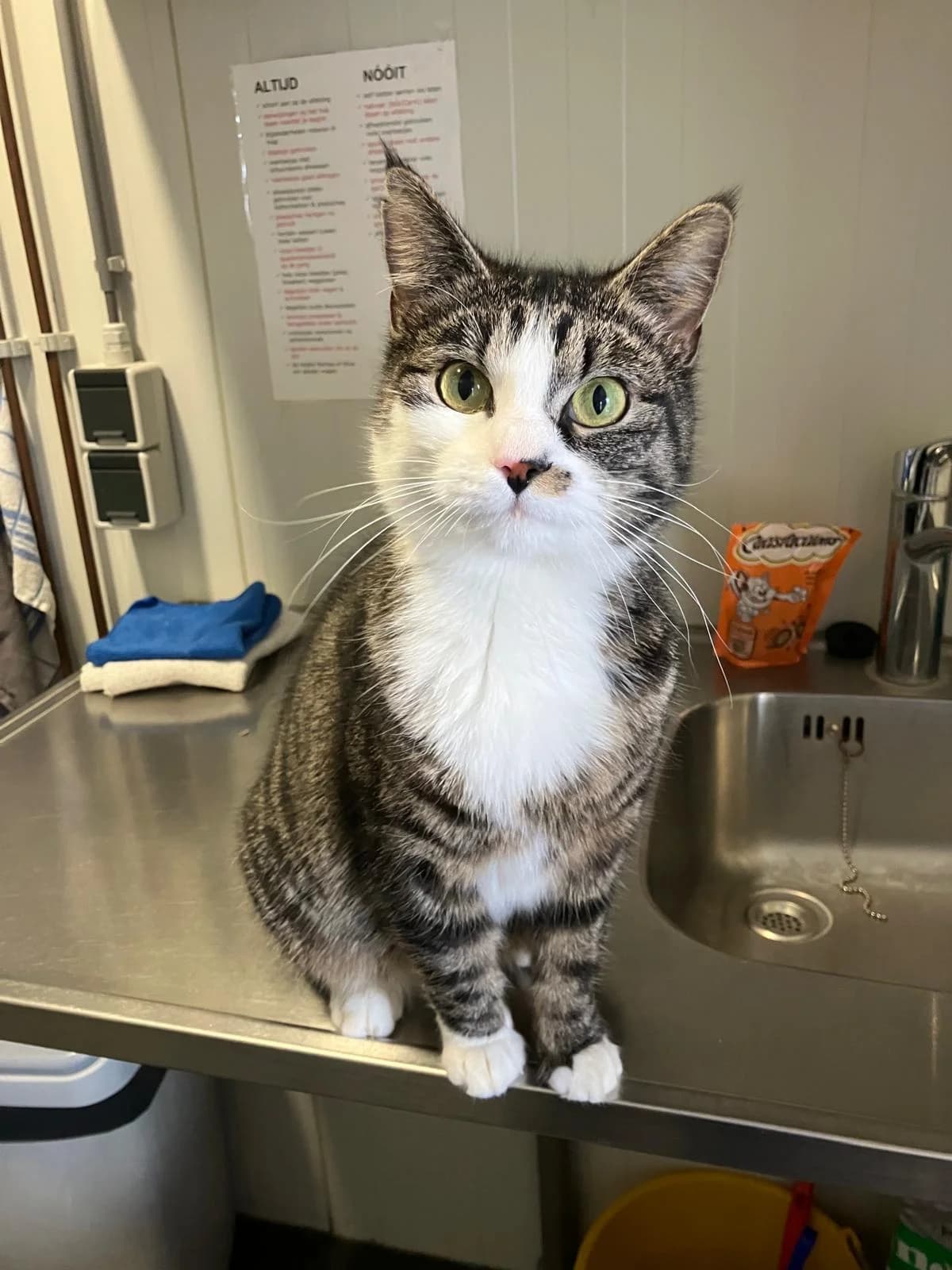 Angel, European Shorthair (Dierentehuis Stevenshage Leiden)