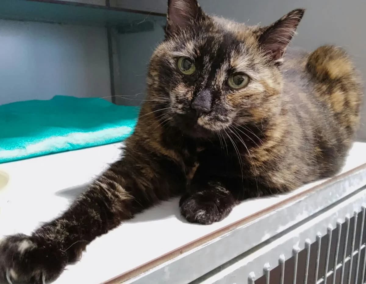 Alicante, Schildpad female 4yo European Shorthair for adoption at Dierentehuis Stevenshage Leiden, Leiden