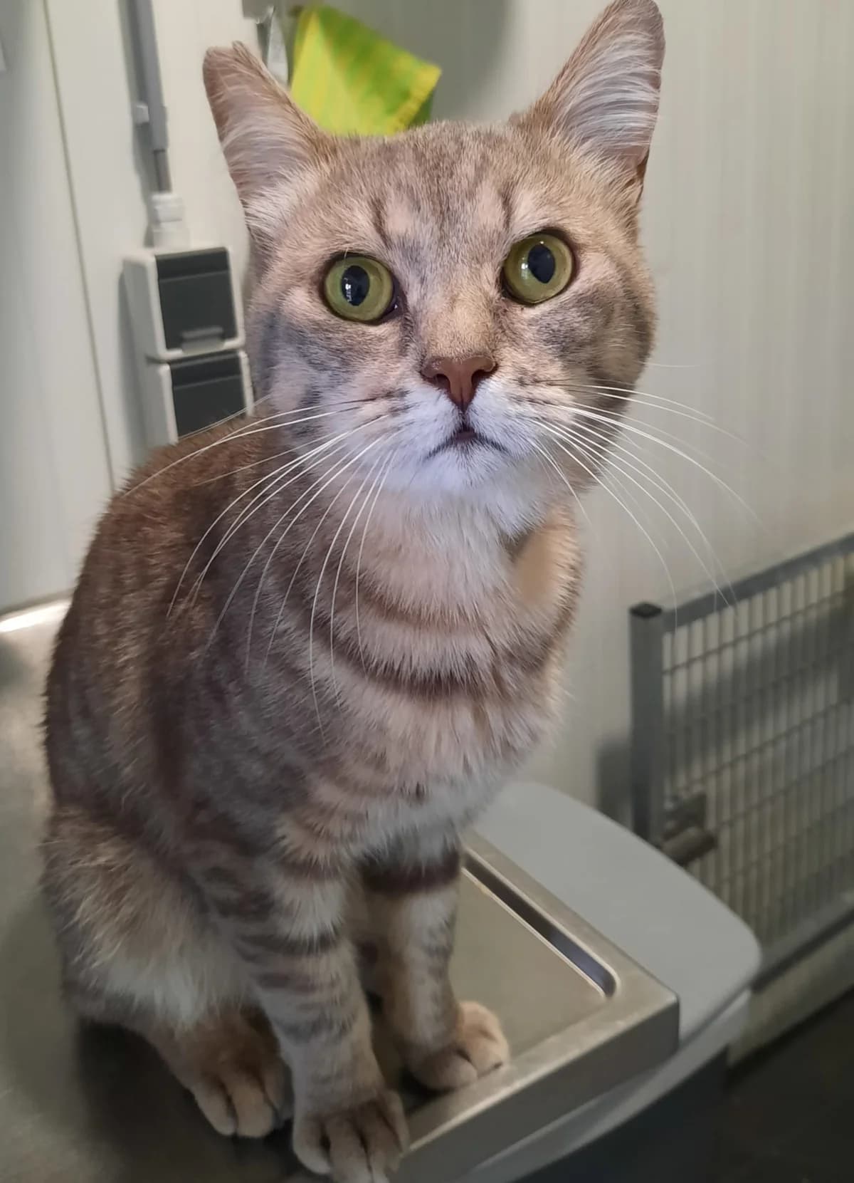 Willem, Cypers male 4yo European Shorthair for adoption at Dierentehuis Stevenshage Leiden, Leiden