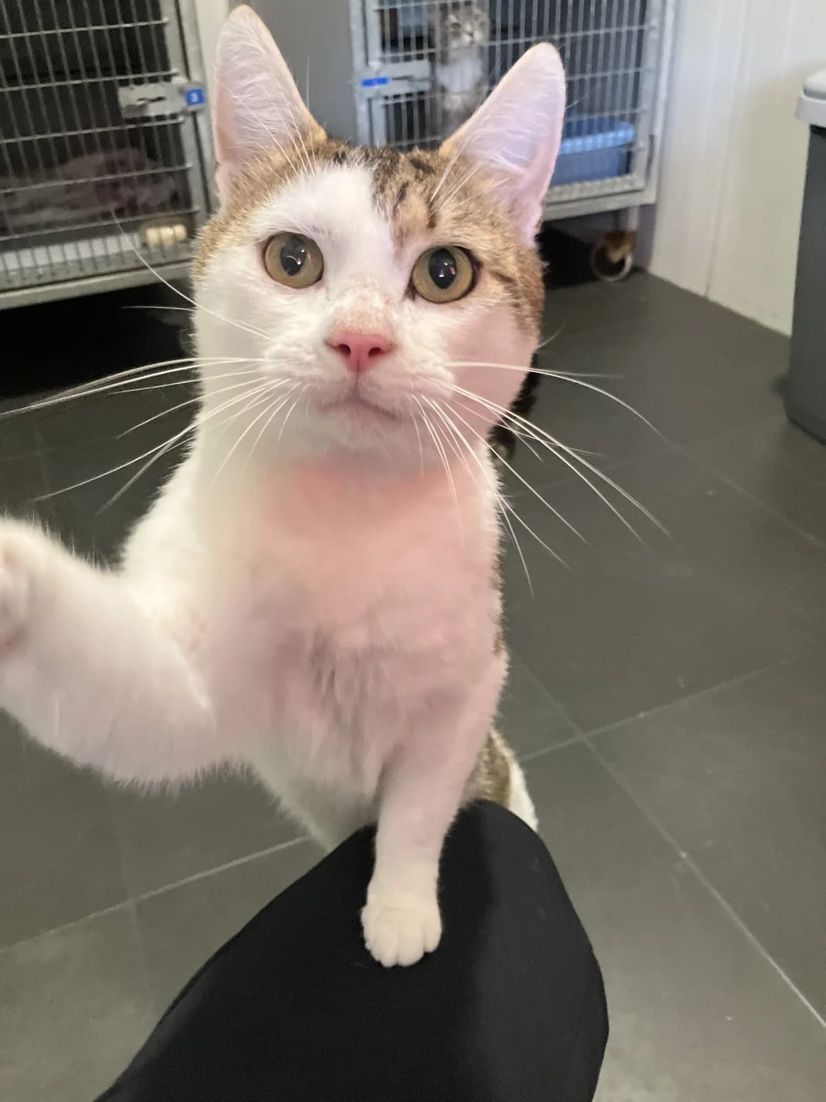 Pinto, Cypers/wit male 4yo European Shorthair for adoption at Dierentehuis Stevenshage Leiden, Leiden
