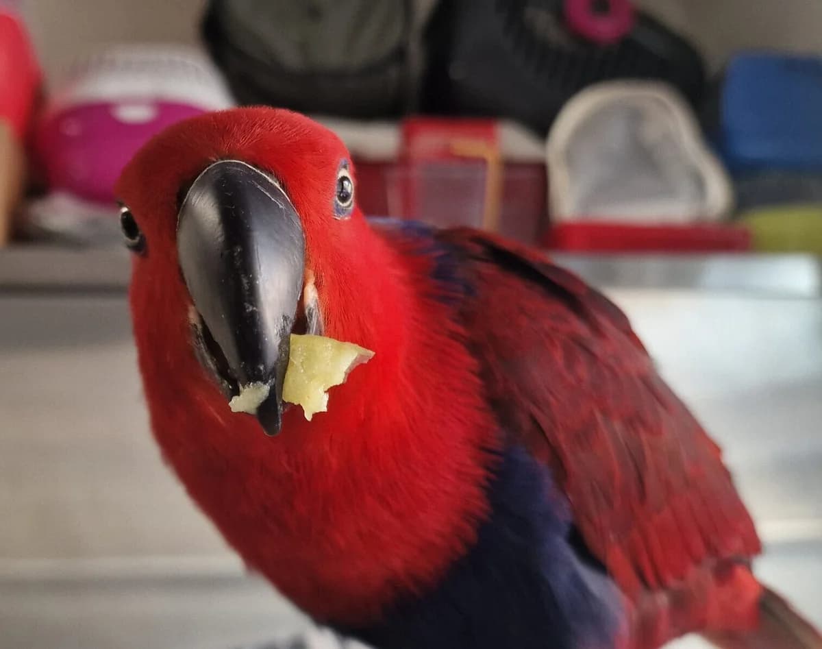 Claartje, Rood female 4yo mixed breed for adoption at Dierentehuis Stevenshage Leiden, Leiden