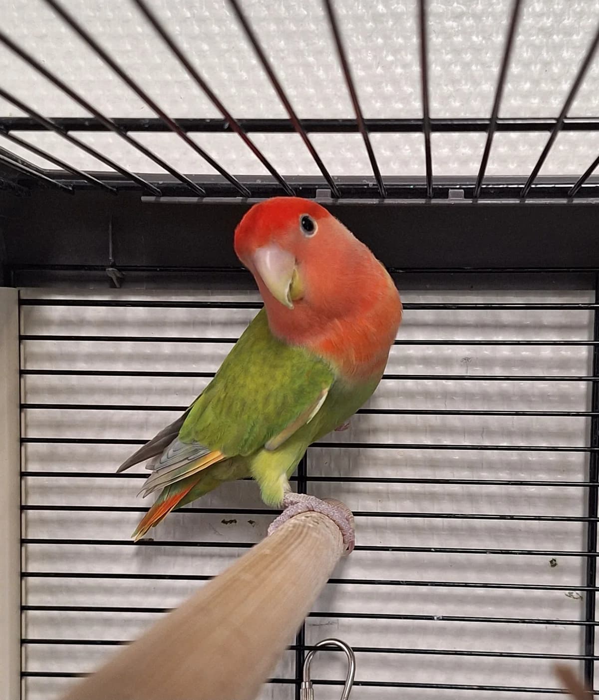 Jagger, groen/perzikkop  4yo mixed breed for adoption at Dierentehuis Stevenshage Leiden, Leiden