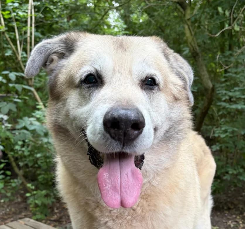 Frugo,  (Dierentehuis Stevenshage Leiden)