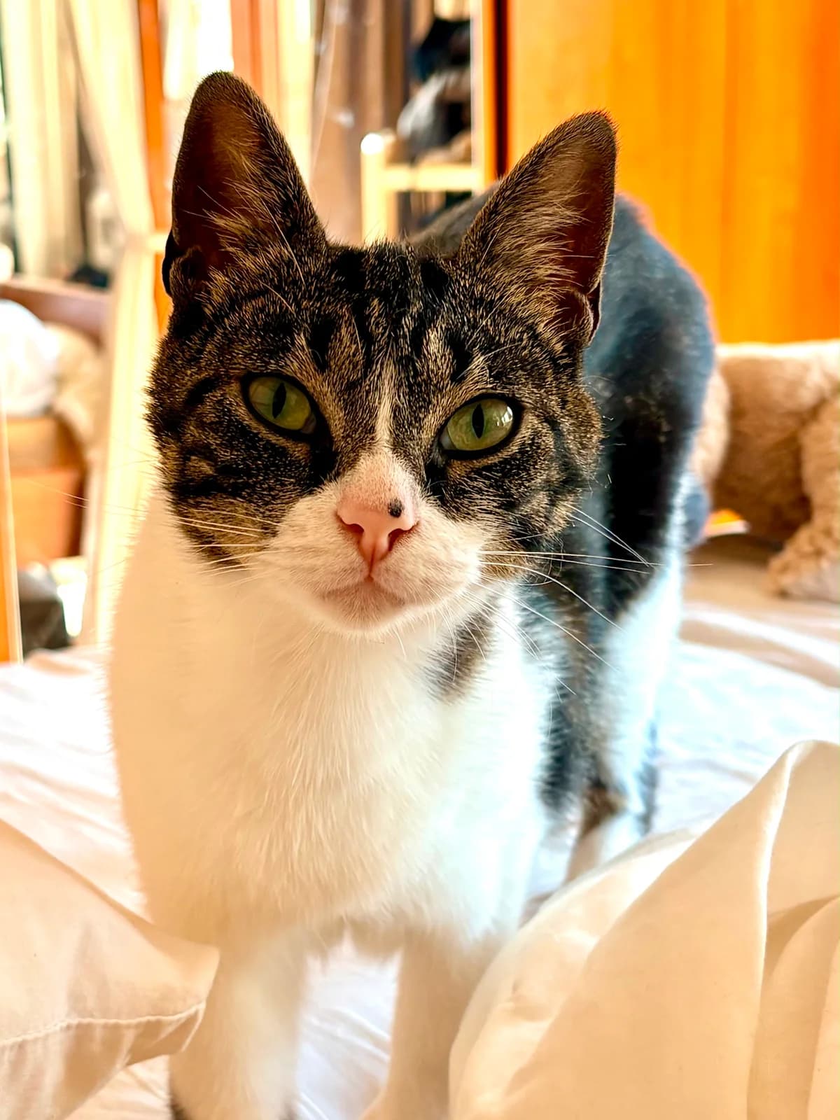 Nome, Cypers/wit female 4yo European Shorthair for adoption at Dierentehuis Stevenshage Leiden, Leiden