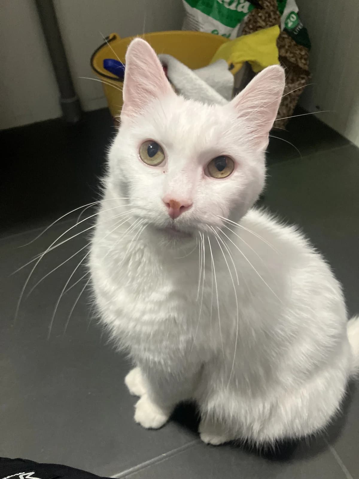 Boris, European Shorthair (Dierentehuis Stevenshage Leiden)