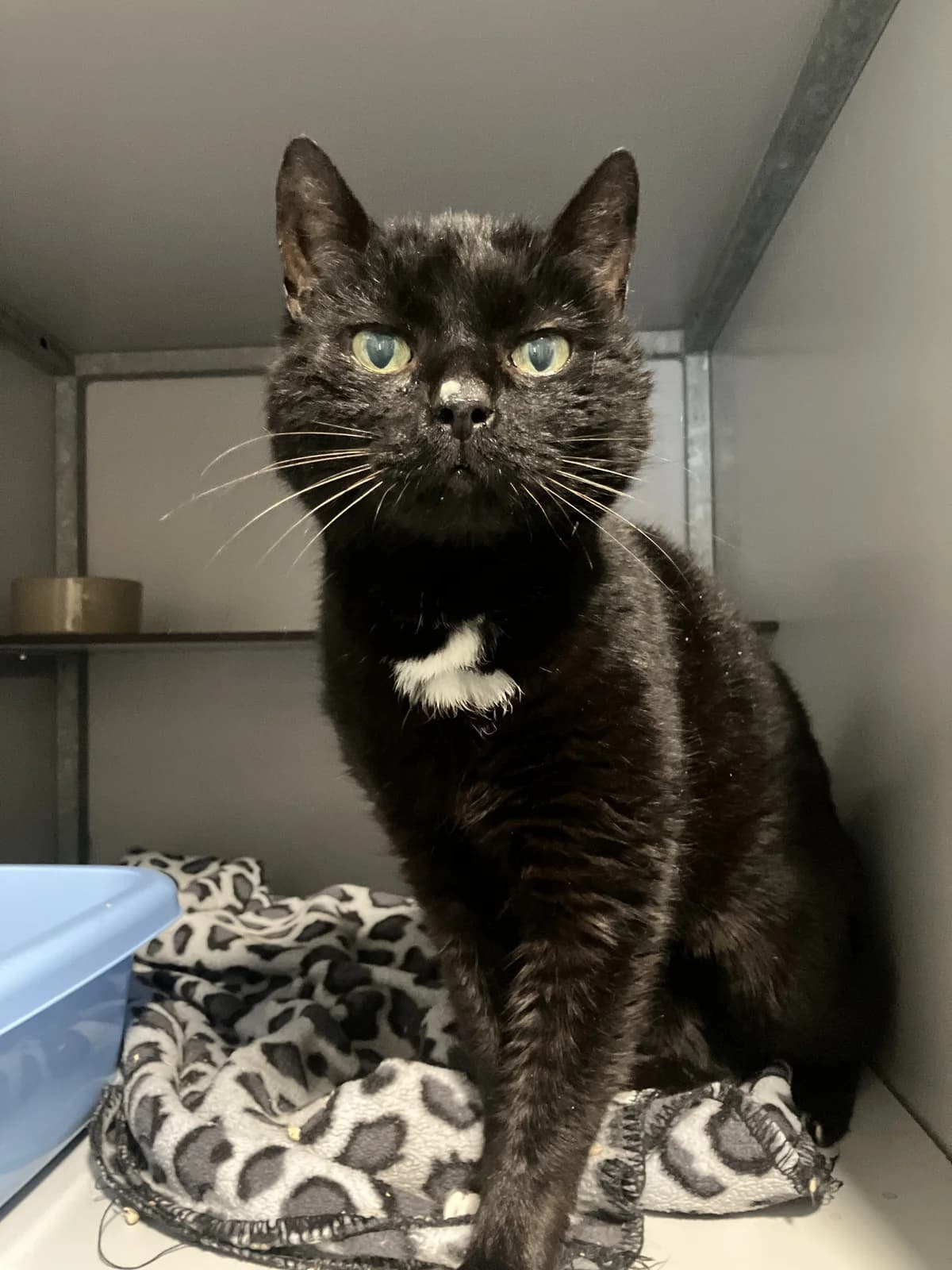 Milan, Zwart/wit male senior European Shorthair for adoption at Dierentehuis Stevenshage Leiden, Leiden