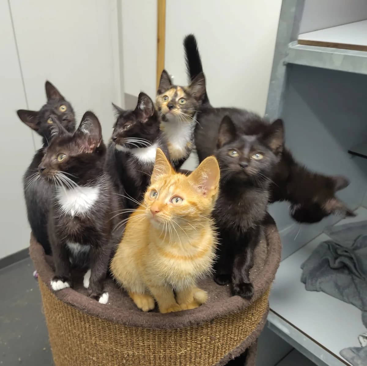 Oki Family, Zwart  puppy European Shorthair for adoption at Dierentehuis Stevenshage Leiden, Leiden