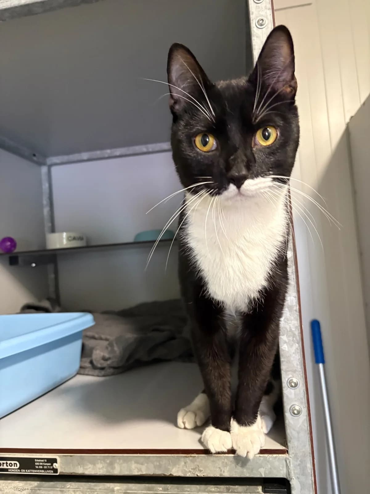 Tom en Zorro, Zwart en Zwart/wit male 4yo European Shorthair for adoption at Dierentehuis Stevenshage Leiden, Leiden