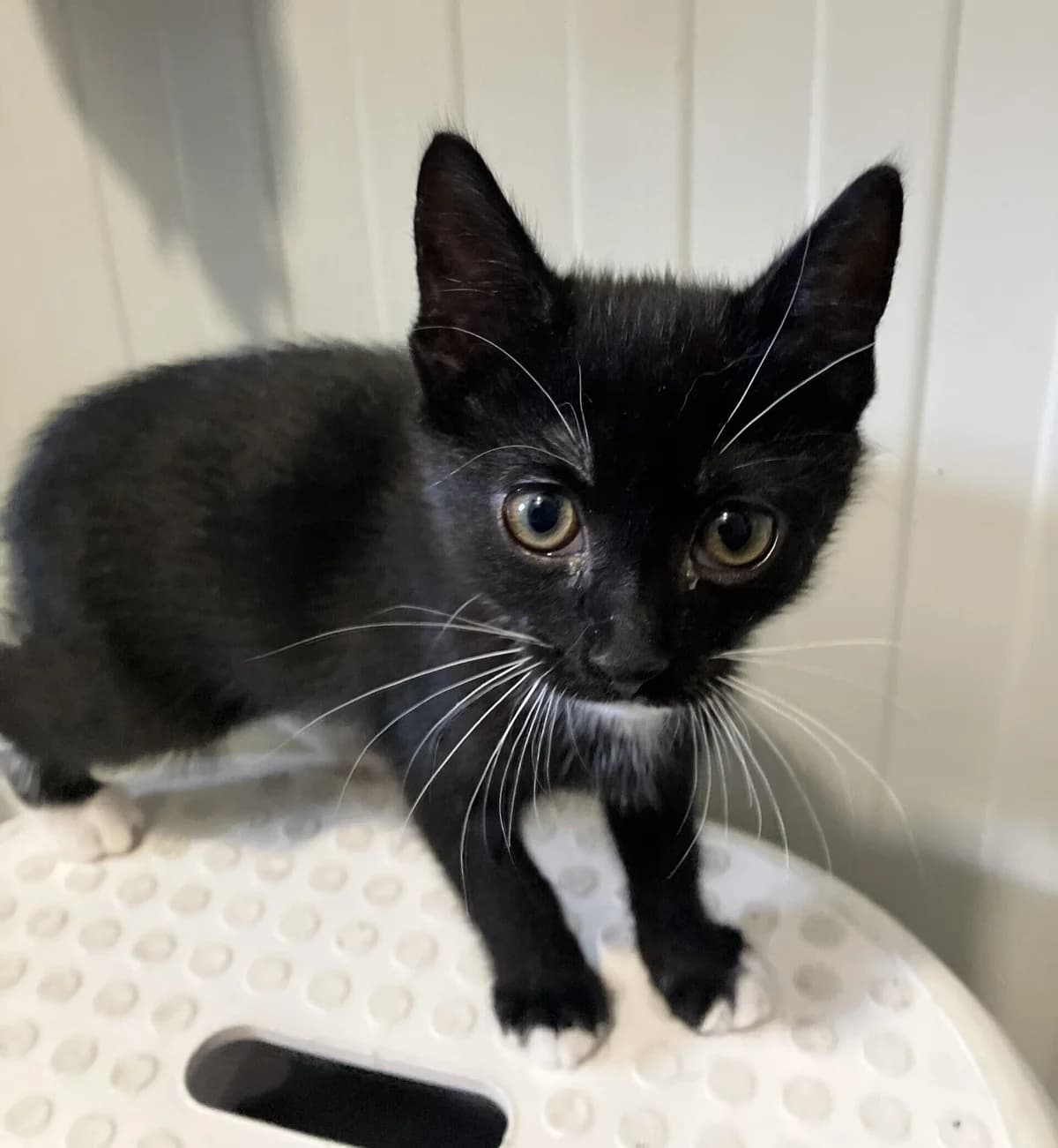 Freddie, European Shorthair (Dierentehuis Stevenshage Leiden)
