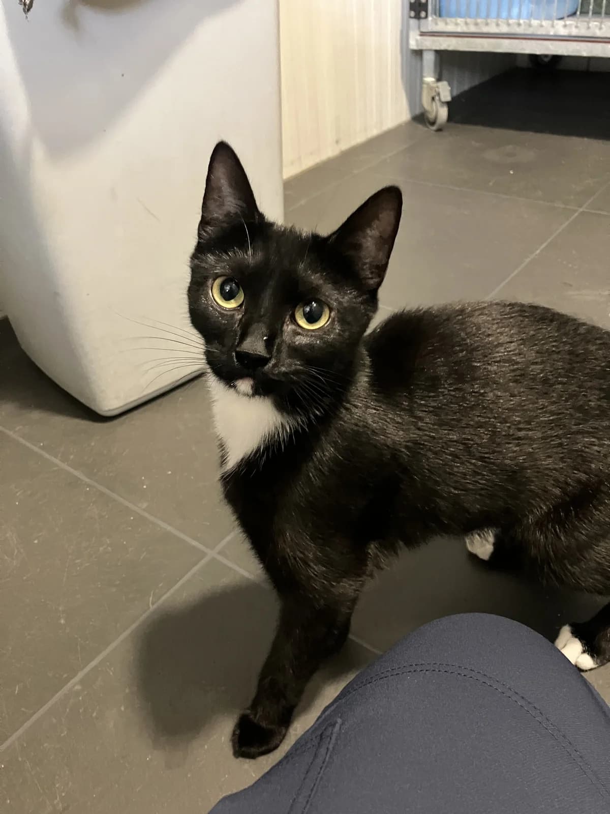 Sima, Zwart/wit female 4yo European Shorthair for adoption at Dierentehuis Stevenshage Leiden, Leiden