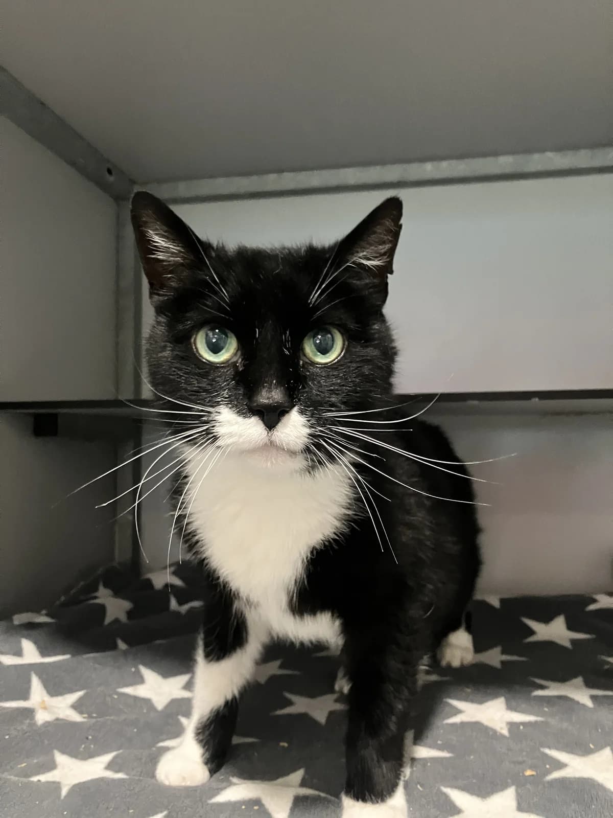 Koos, Zwart/wit male senior European Shorthair for adoption at Dierentehuis Stevenshage Leiden, Leiden