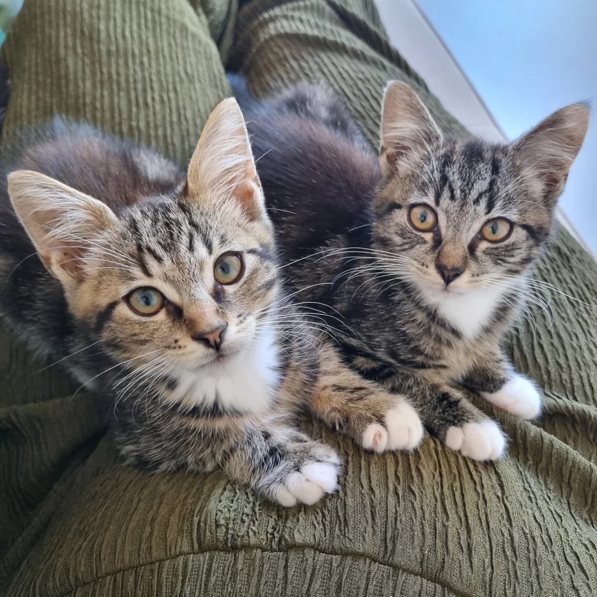 Moksi en Meti, Cypers/wit  puppy European Shorthair for adoption at Dierentehuis Stevenshage Leiden, Leiden