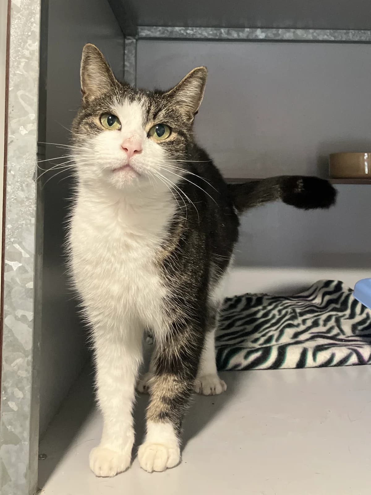 Tsariy, Cypers/wit female 4yo European Shorthair for adoption at Dierentehuis Stevenshage Leiden, Leiden