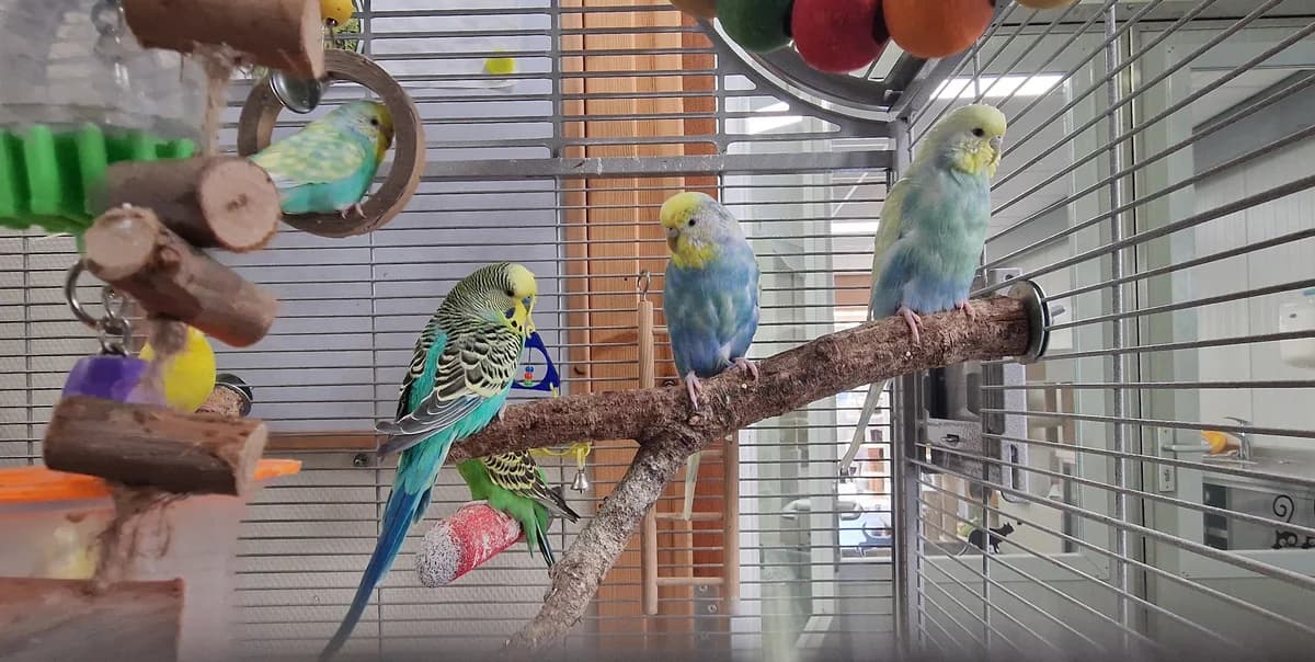 De ProostParkietjes, verschillend  4yo mixed breed for adoption at Dierentehuis Stevenshage Leiden, Leiden