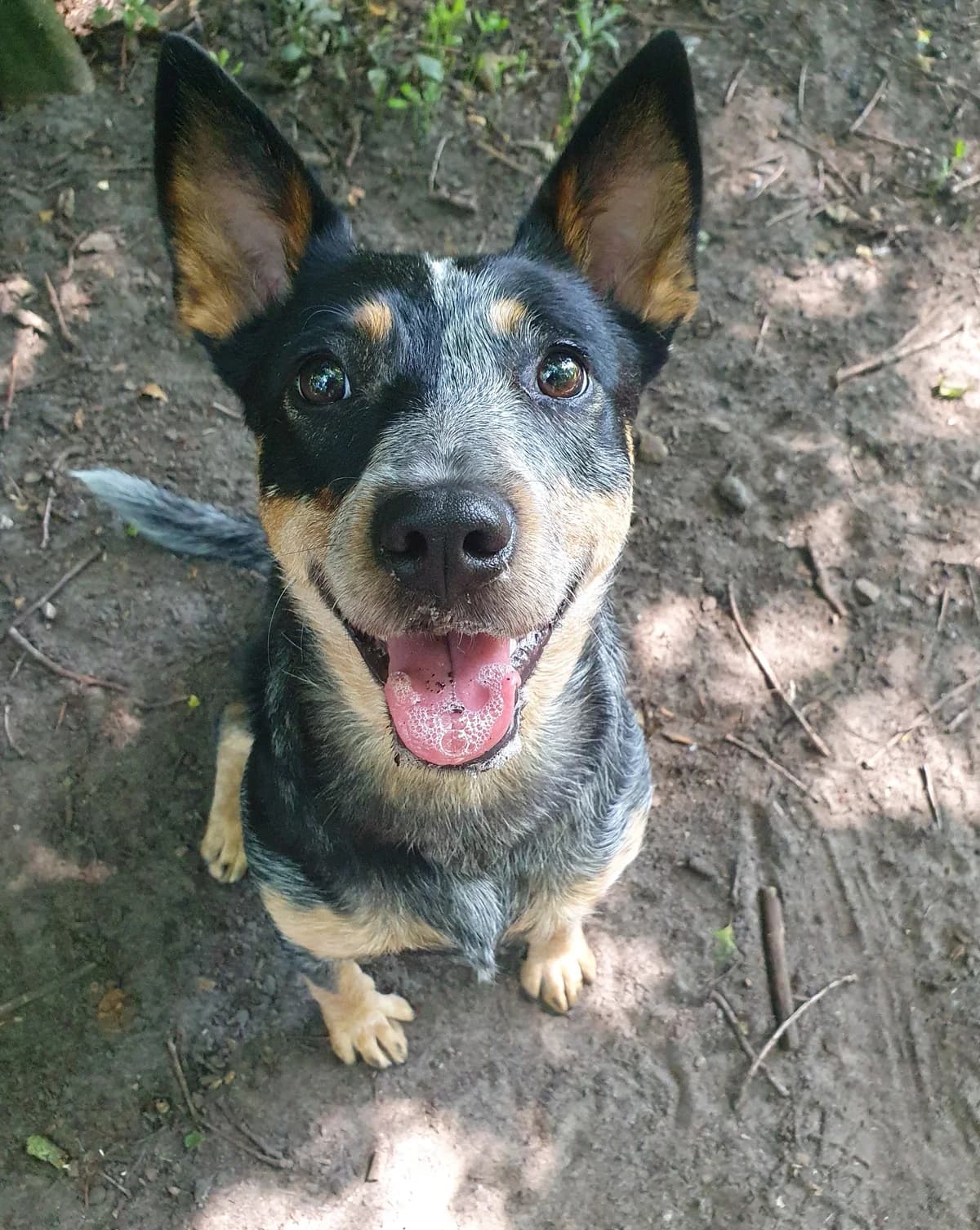 Vito,  (Dierentehuis Stevenshage Leiden)