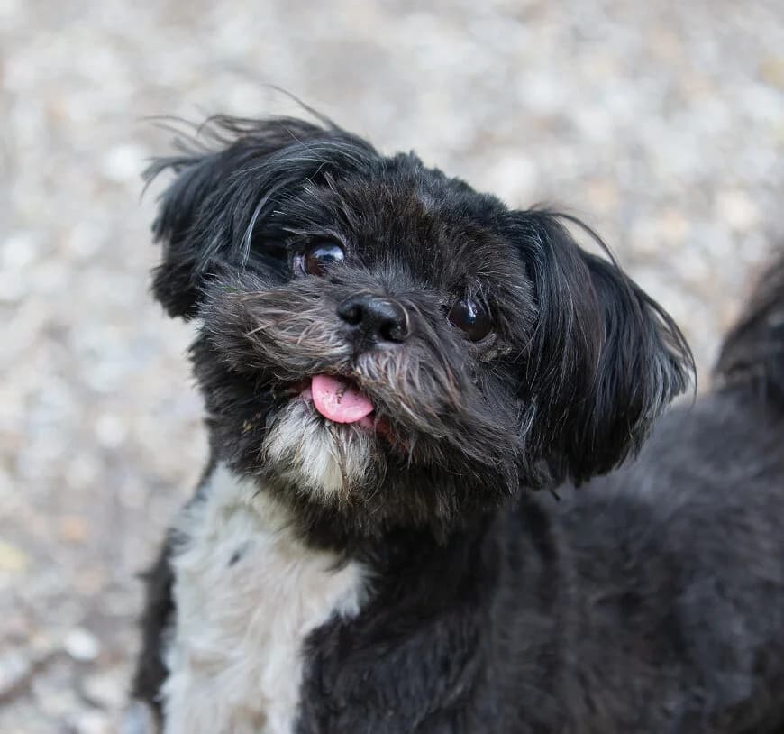 Soof, Shih Tzu (Dierentehuis Stevenshage Leiden)
