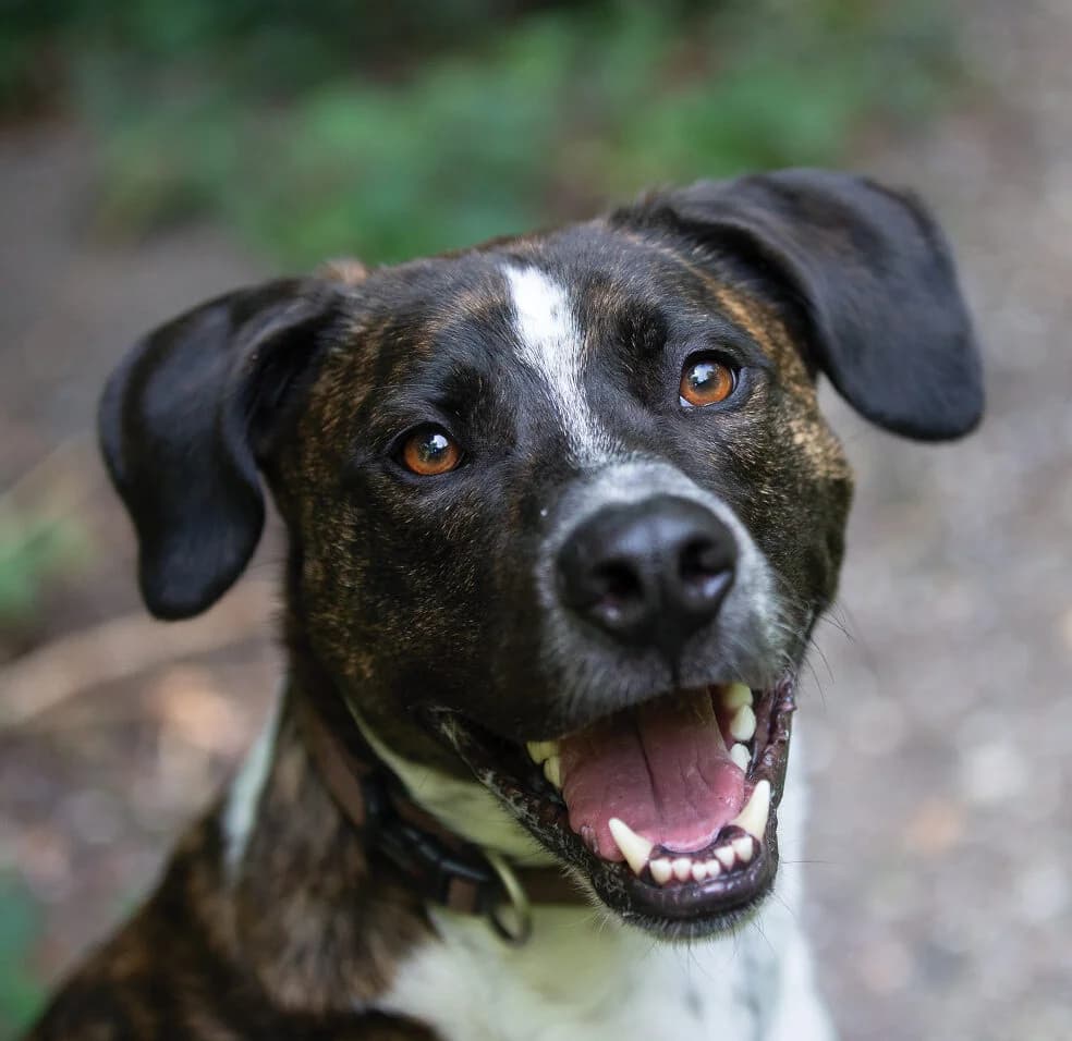 Tijger, Brindle/wit male 4yo mixed breed for adoption at Dierentehuis Stevenshage Leiden, Leiden