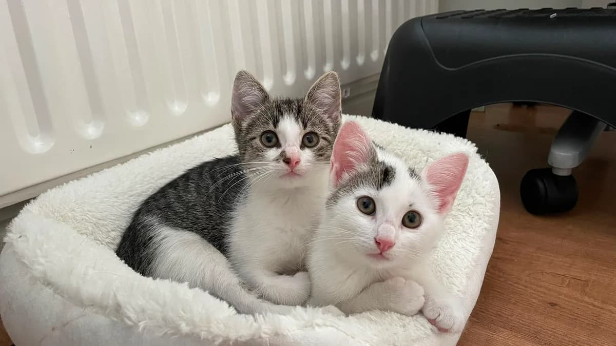 Tsjoeke en Puff, Cypers/wit male puppy European Shorthair for adoption at Dierentehuis Stevenshage Leiden, Leiden