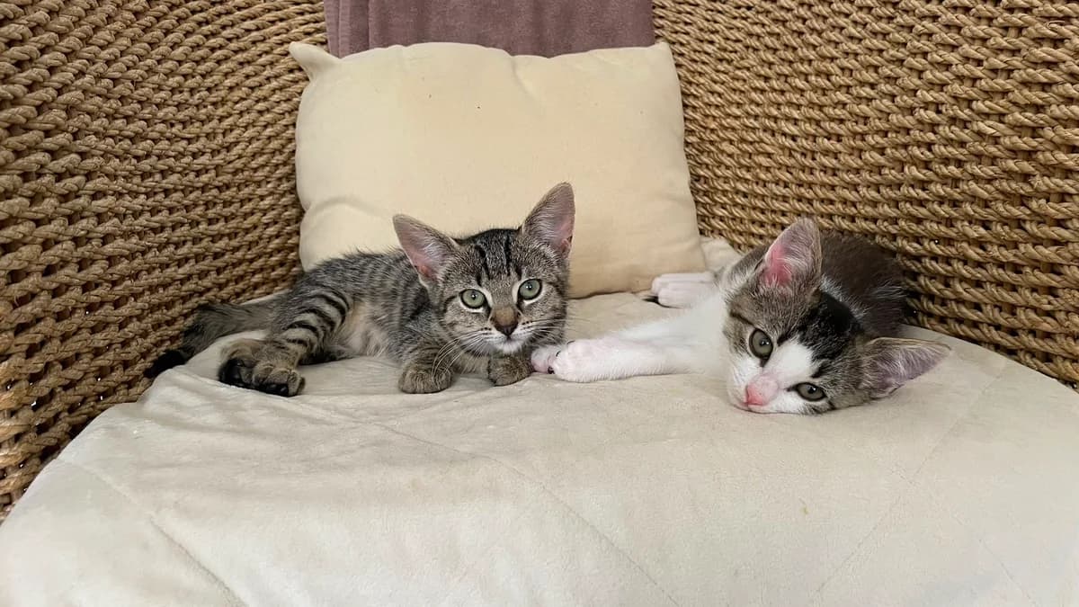 Tsjoef en Tuff, Cypers/wit  puppy European Shorthair for adoption at Dierentehuis Stevenshage Leiden, Leiden