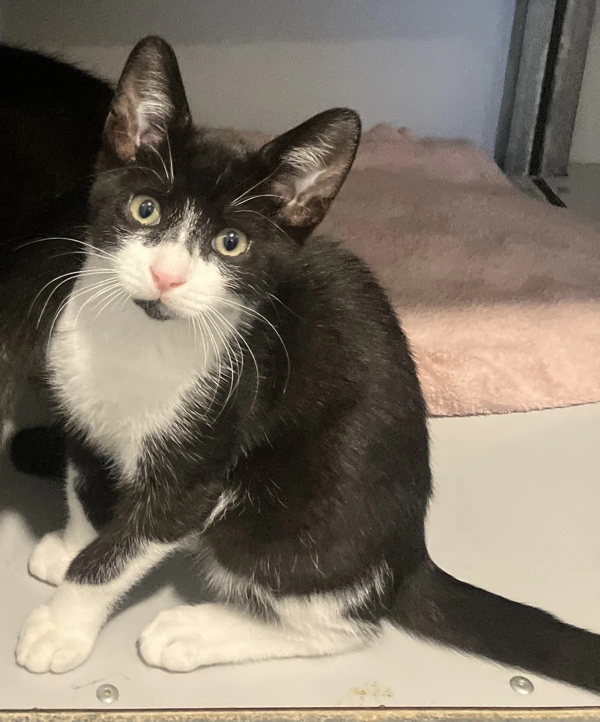 Mosquito en Cricket, Zwart/wit male puppy European Shorthair for adoption at Dierentehuis Stevenshage Leiden, Leiden
