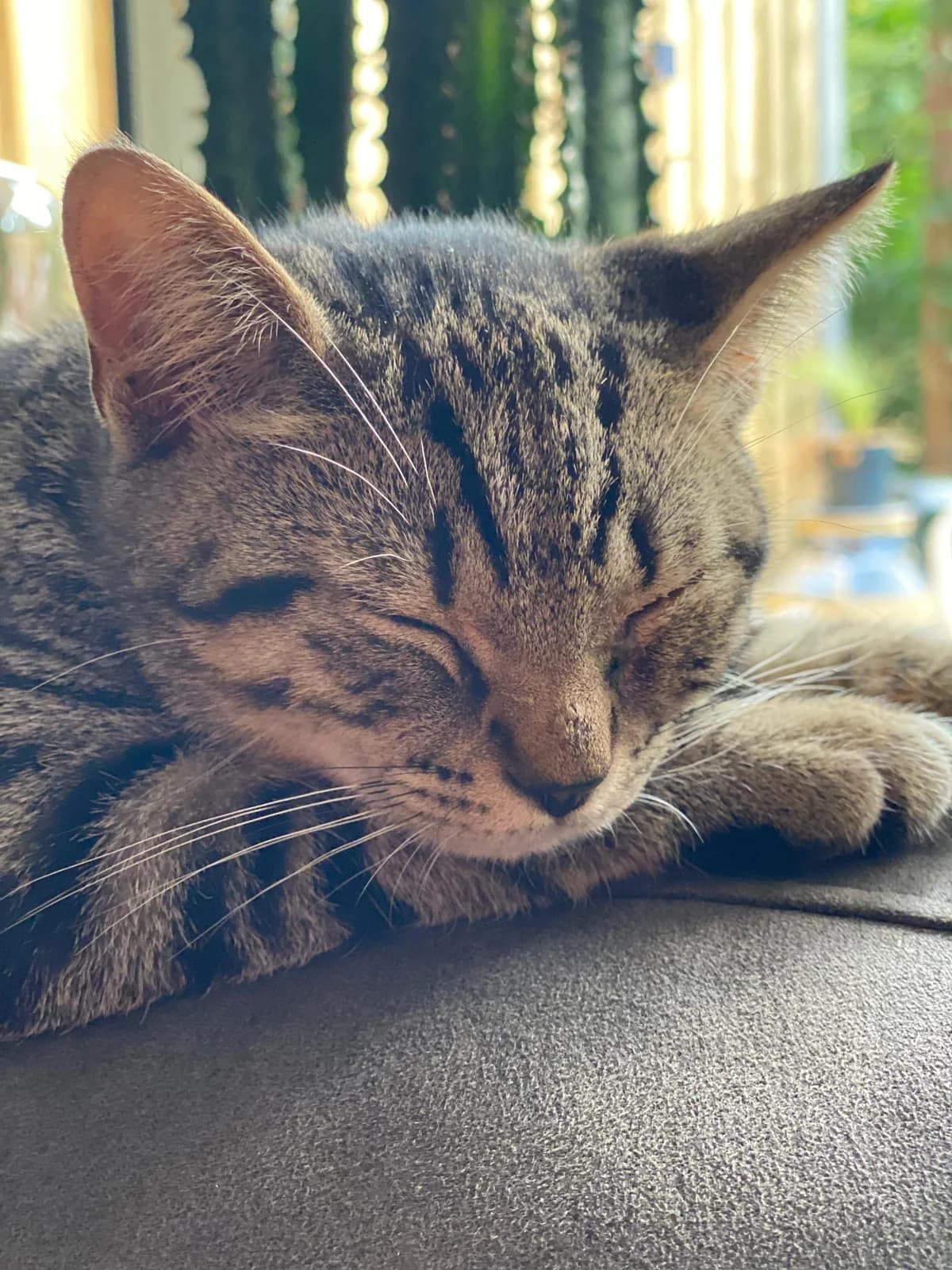Adje, European Shorthair (Dierentehuis Stevenshage Leiden)