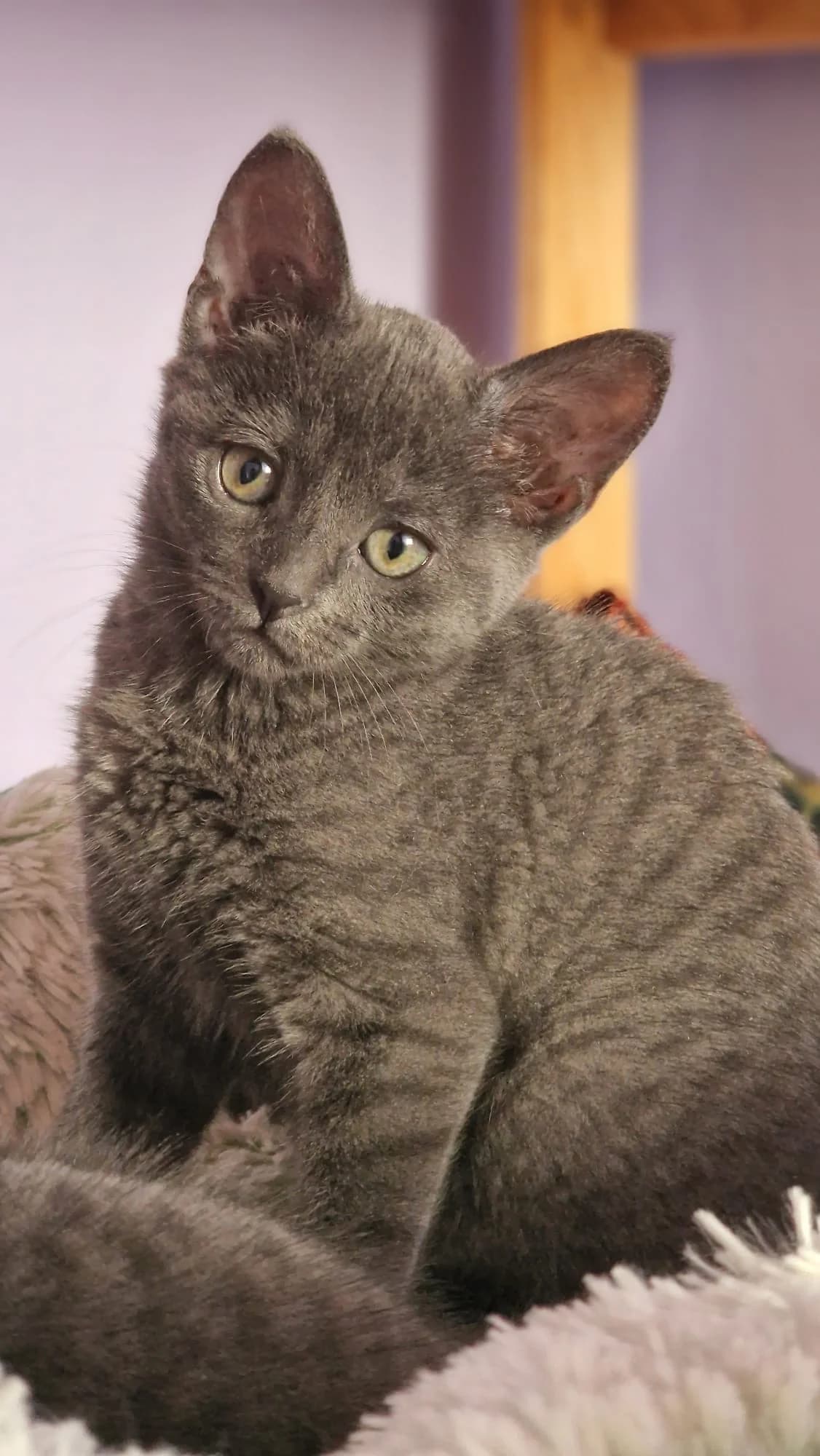 Vlinder en Vladas, Blauw  puppy European Shorthair for adoption at Dierentehuis Stevenshage Leiden, Leiden