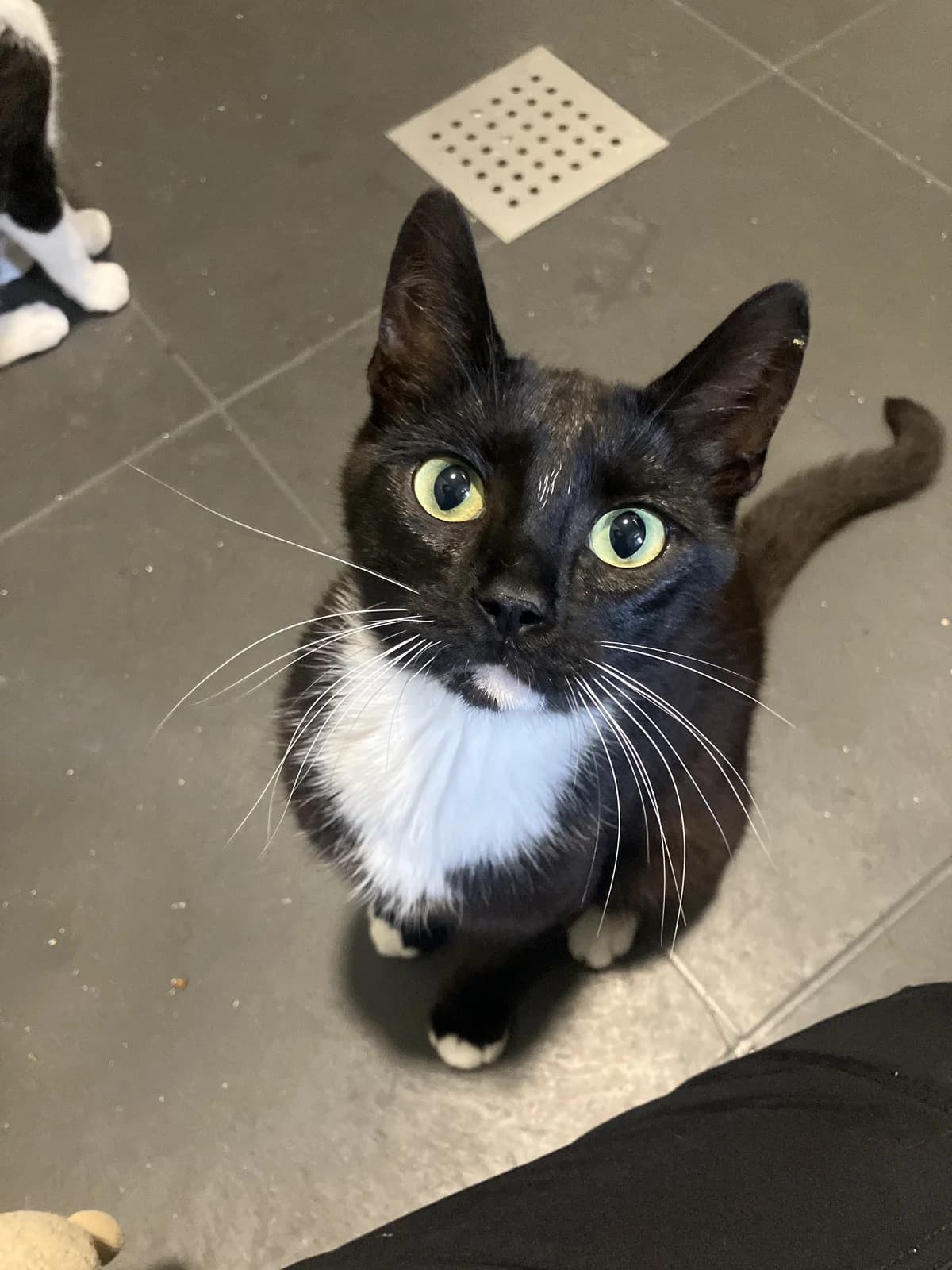 Lady Bug, Zwart/wit female 4yo European Shorthair for adoption at Dierentehuis Stevenshage Leiden, Leiden