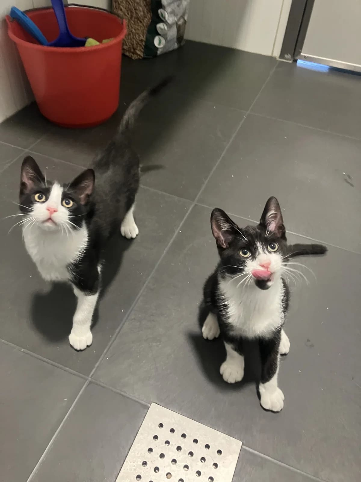 Mosquito en Cricket, Zwart/wit male puppy European Shorthair for adoption at Dierentehuis Stevenshage Leiden, Leiden