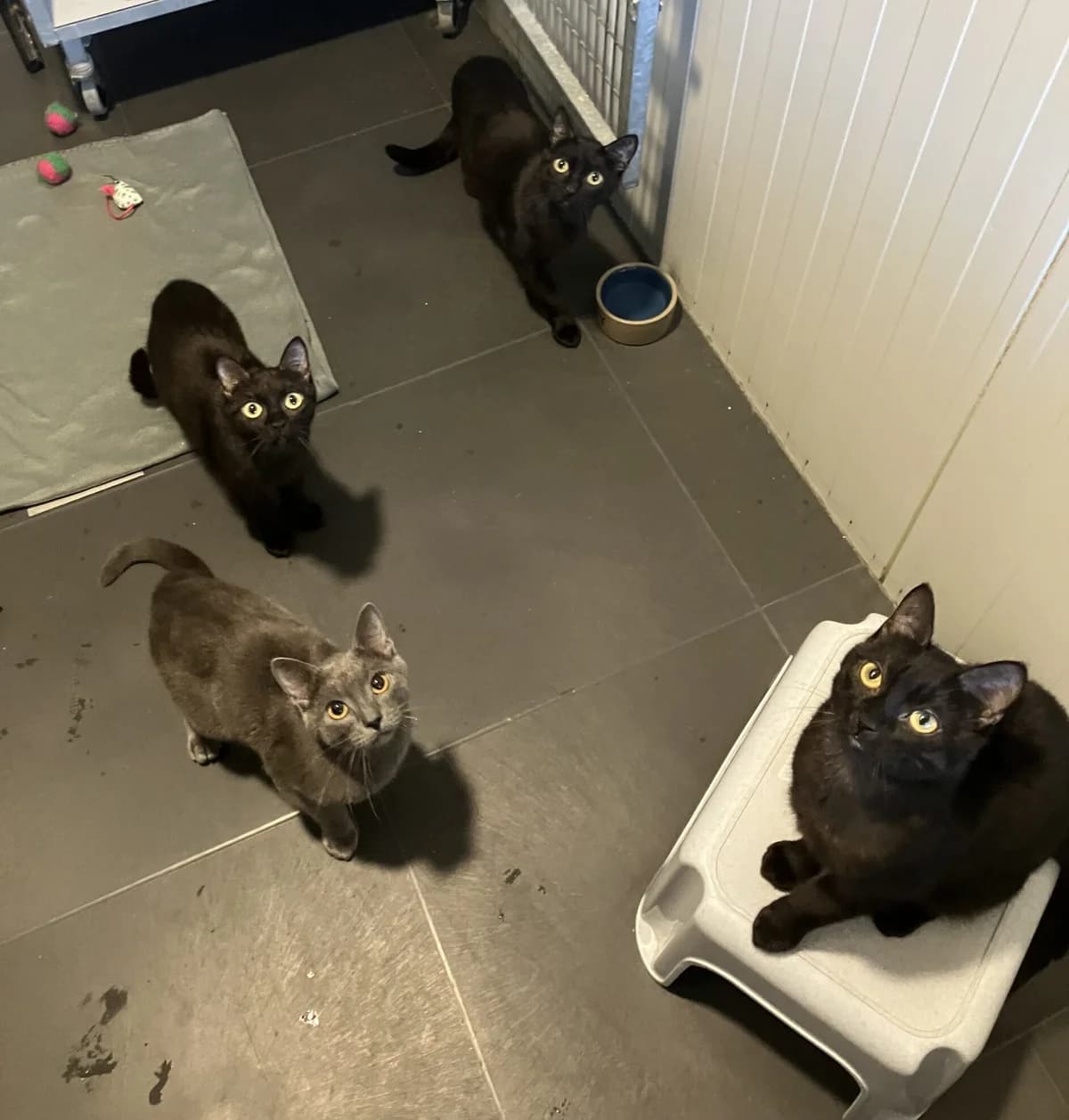 de E team, Zwart  4yo European Shorthair for adoption at Dierentehuis Stevenshage Leiden, Leiden