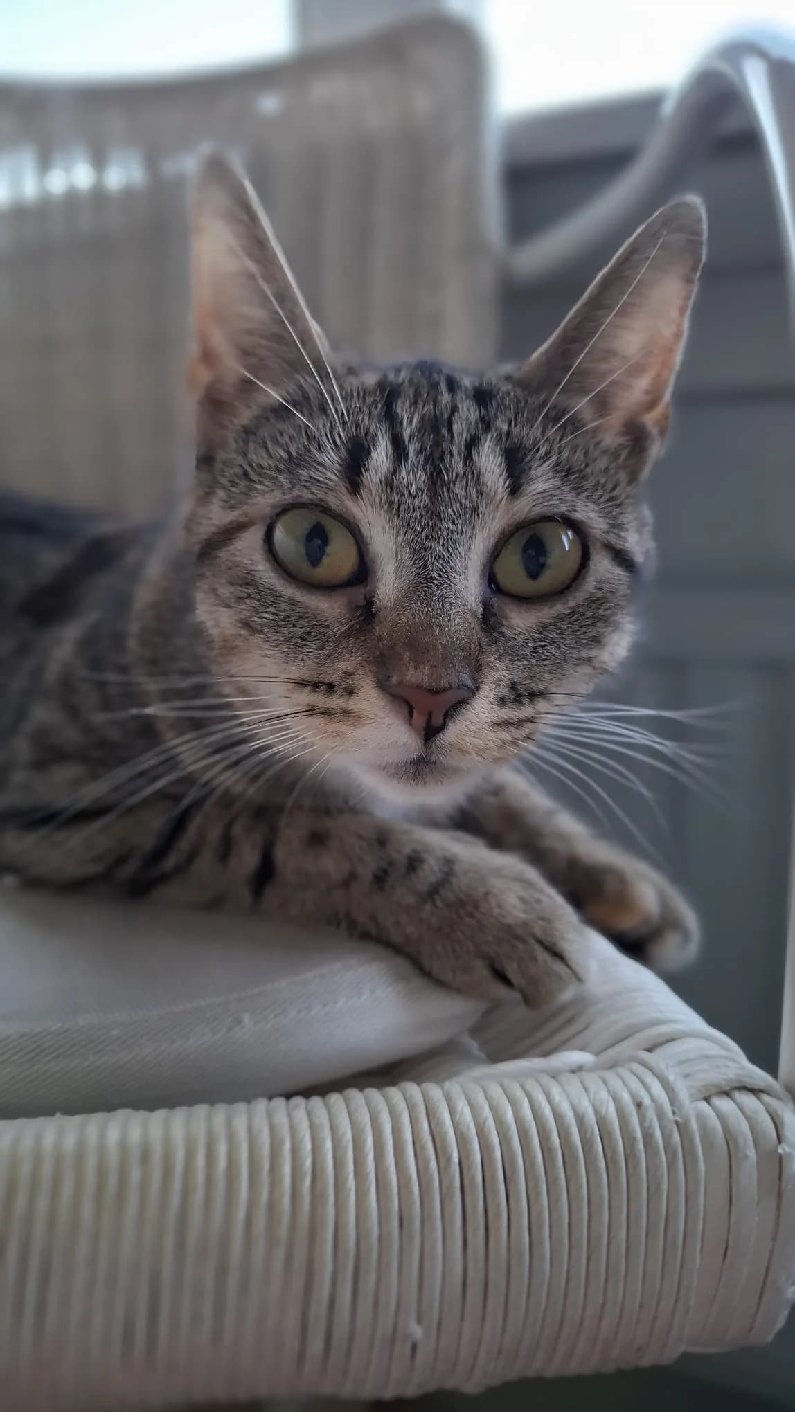Carrie, Cypers schildpad female 4yo European Shorthair for adoption at Dierentehuis Stevenshage Leiden, Leiden